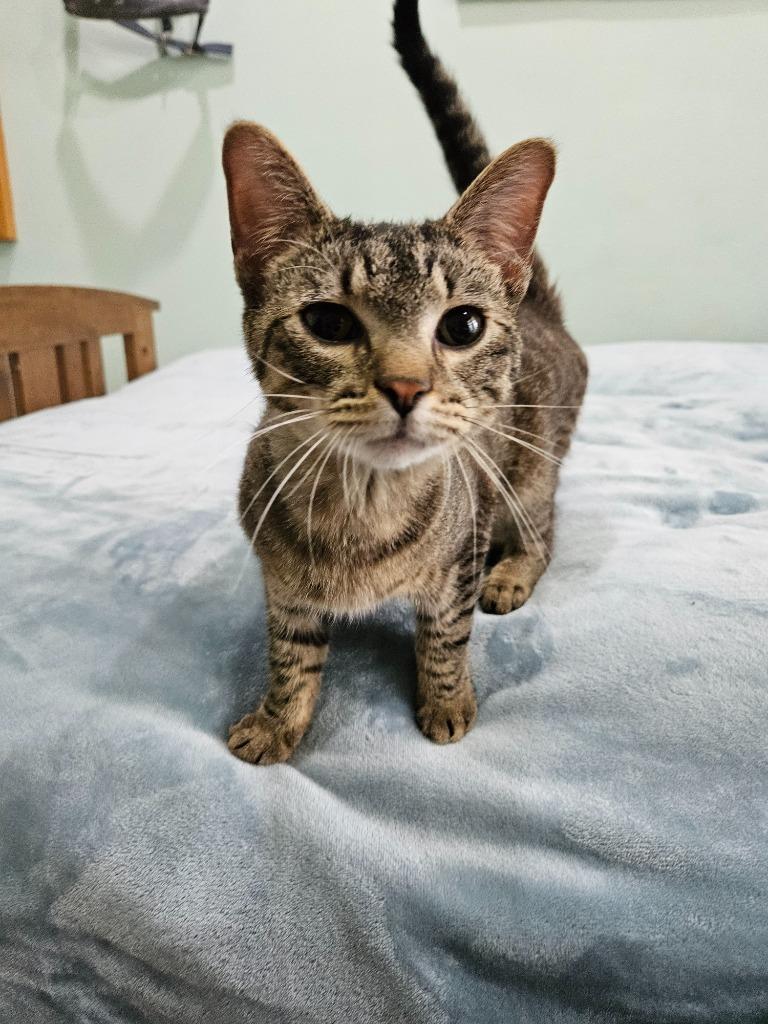 Enlarge Sebastian, a Adoptable mixed breed in Manchester, TN image 3/3