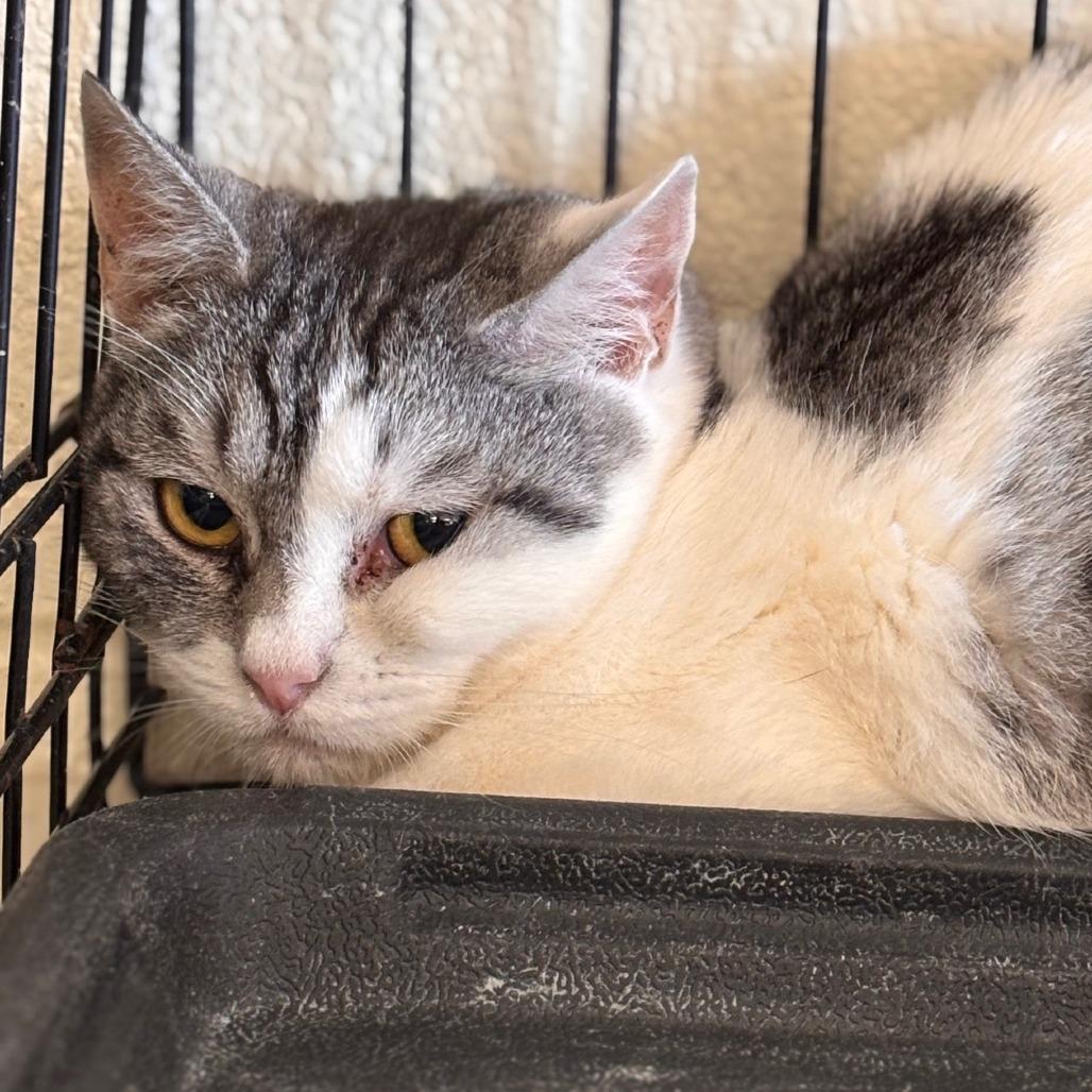 Enlarge Luna, a Adoptable Domestic Short Hair in Midland, TX image 1/1