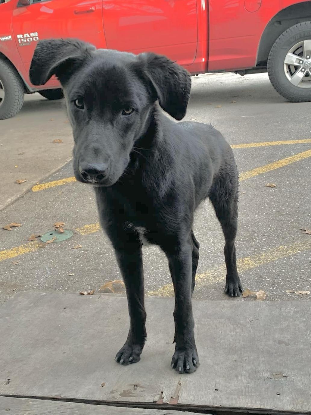 Enlarge KYLO, a Adopted mixed breed in New Paltz, NY image 1/6