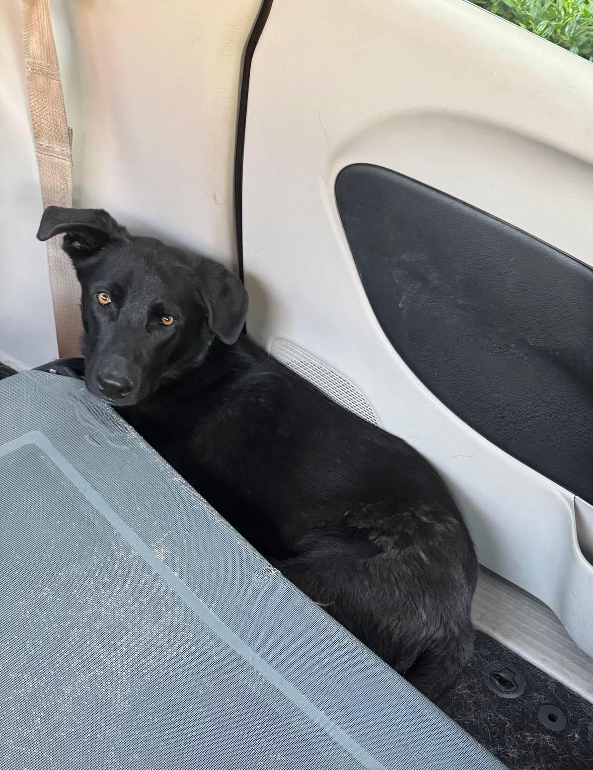 Enlarge KYLO, a Adopted mixed breed in New Paltz, NY image 2/6