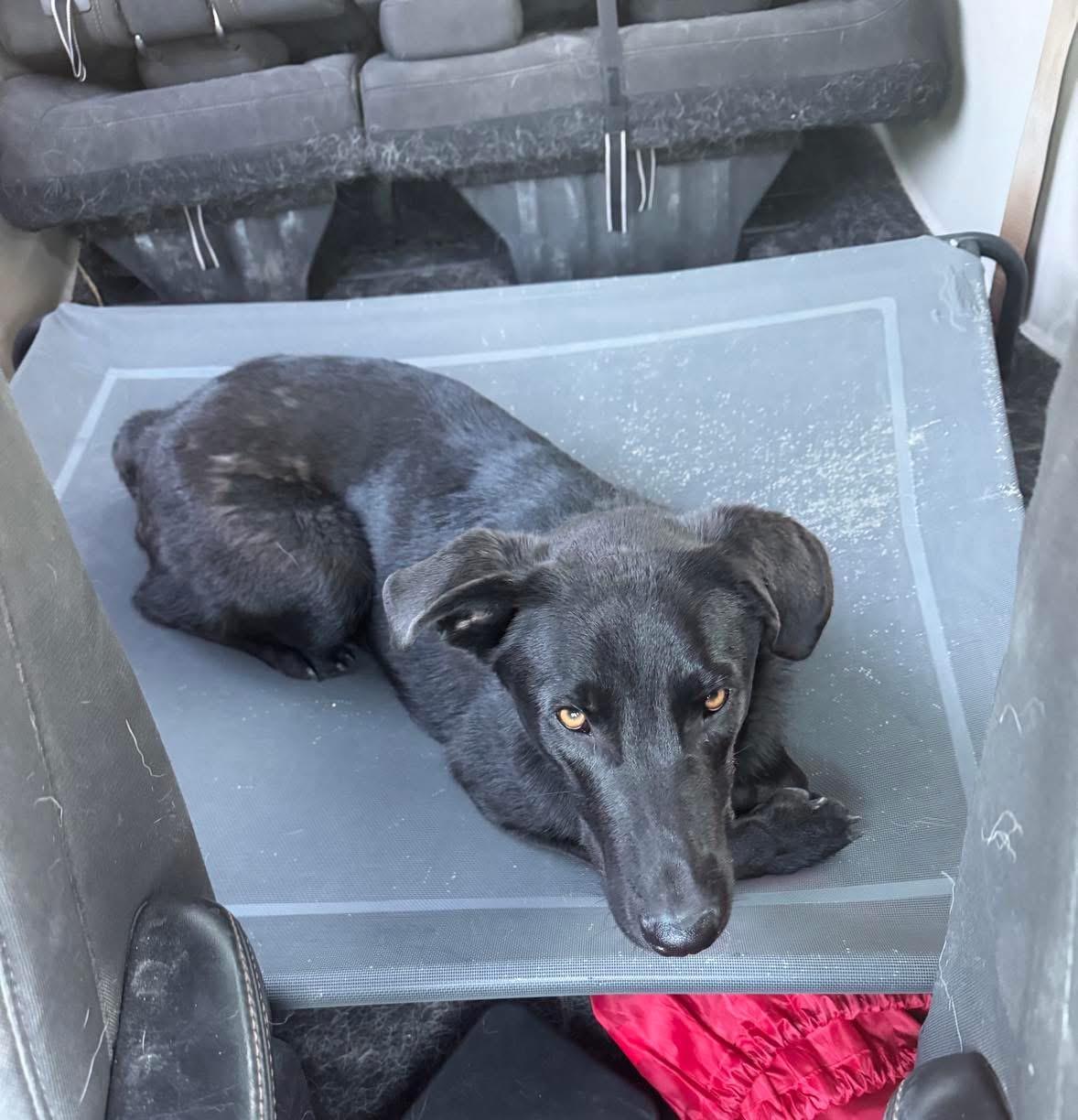 Enlarge KYLO, a Adopted mixed breed in New Paltz, NY image 3/6