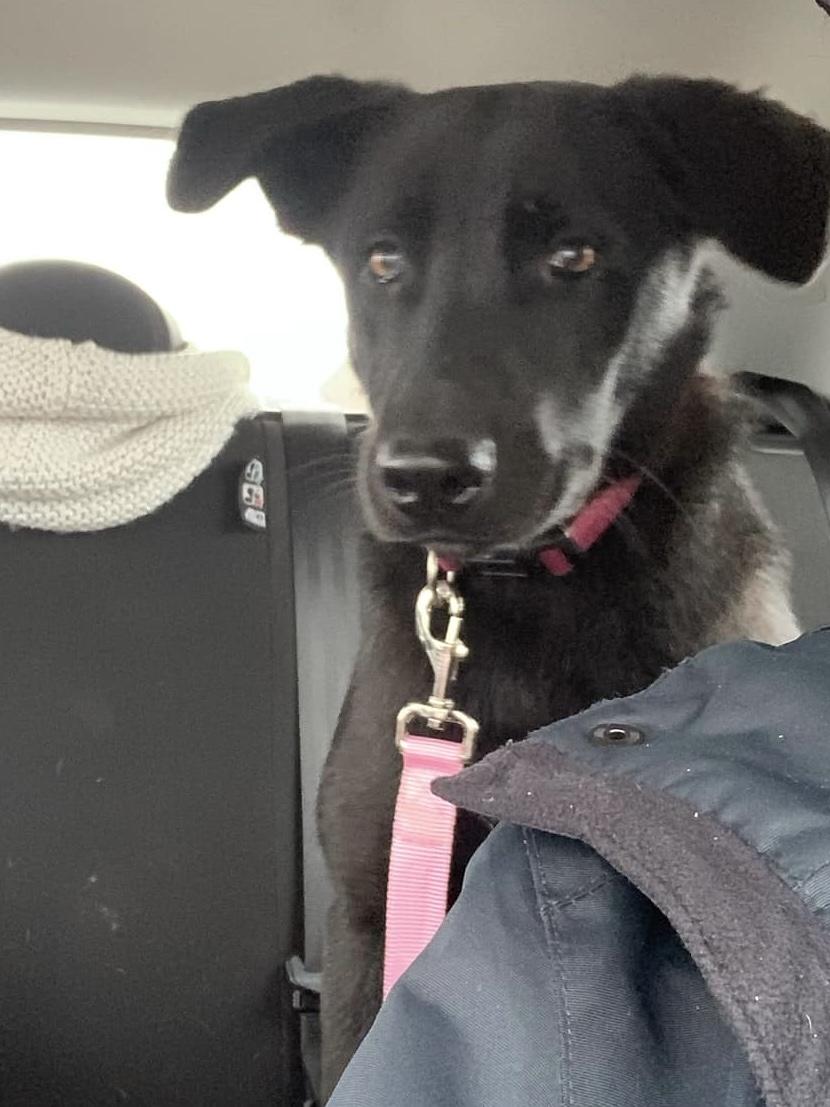 Enlarge KYLO, a Adopted mixed breed in New Paltz, NY image 4/6