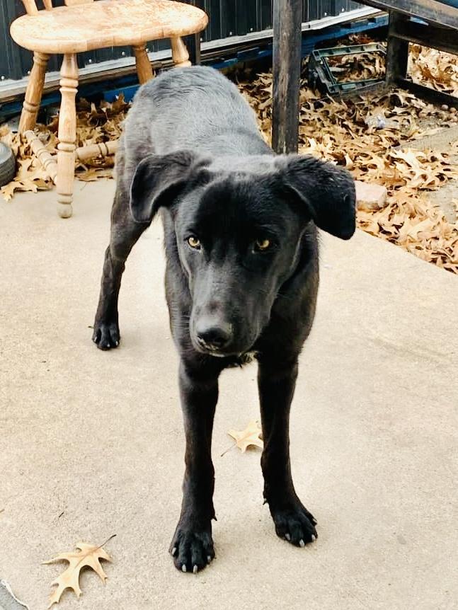 Enlarge KYLO, a Adopted mixed breed in New Paltz, NY image 5/6