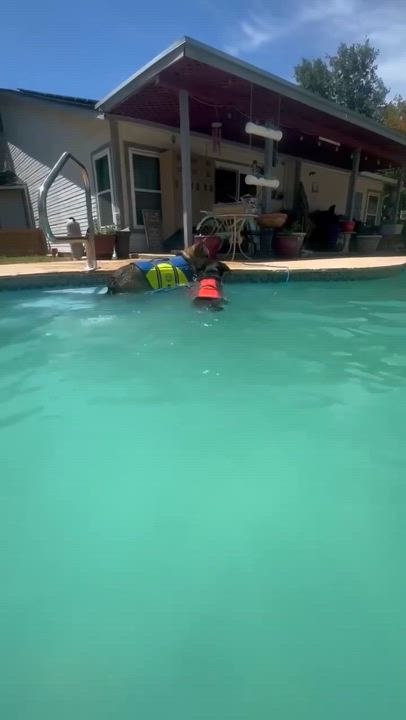 Enlarge KYLO, a Adopted mixed breed in New Paltz, NY video 6/6