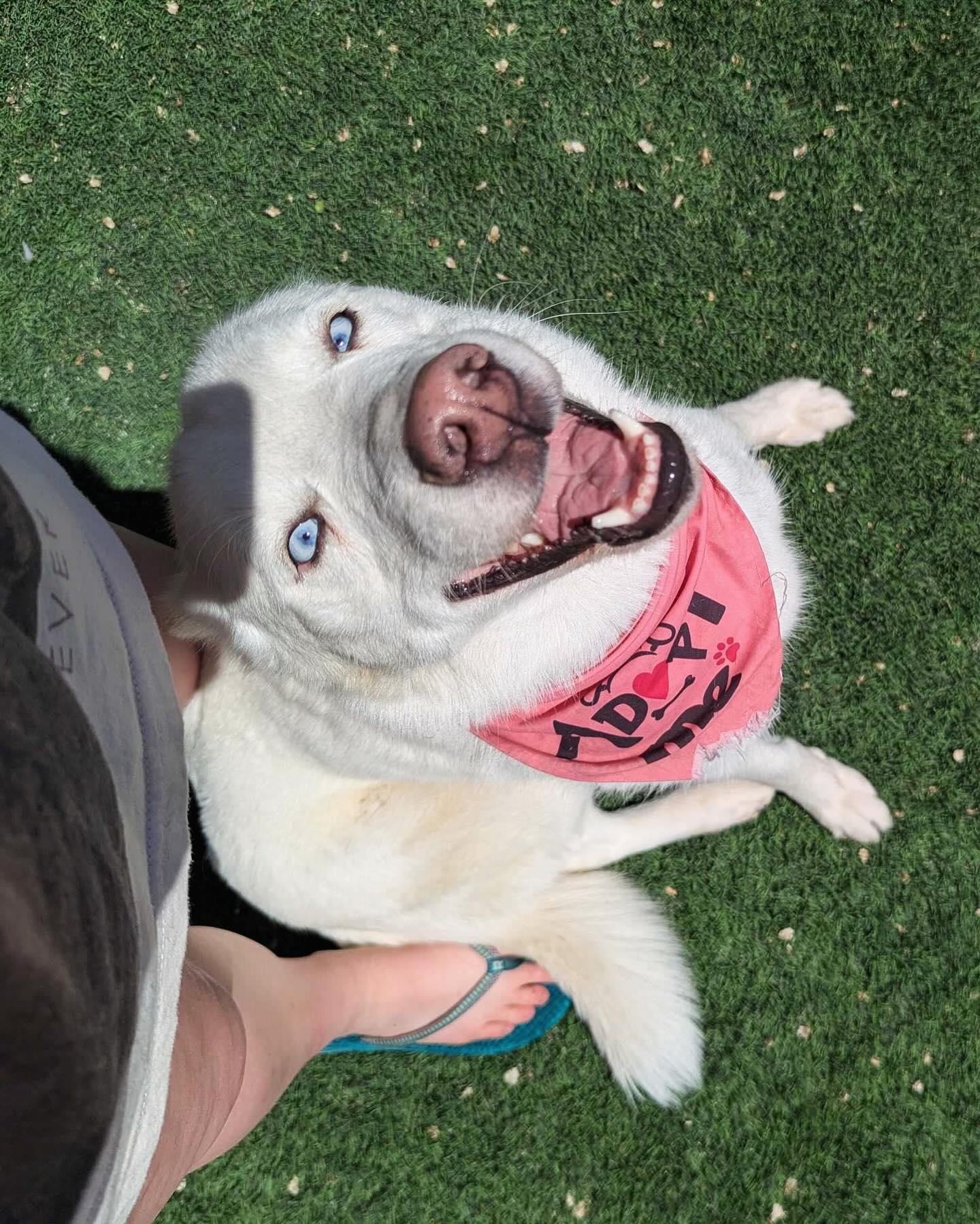 Enlarge Hela, a Adopted Siberian Husky in Cottonwood Heights, UT image 1/6