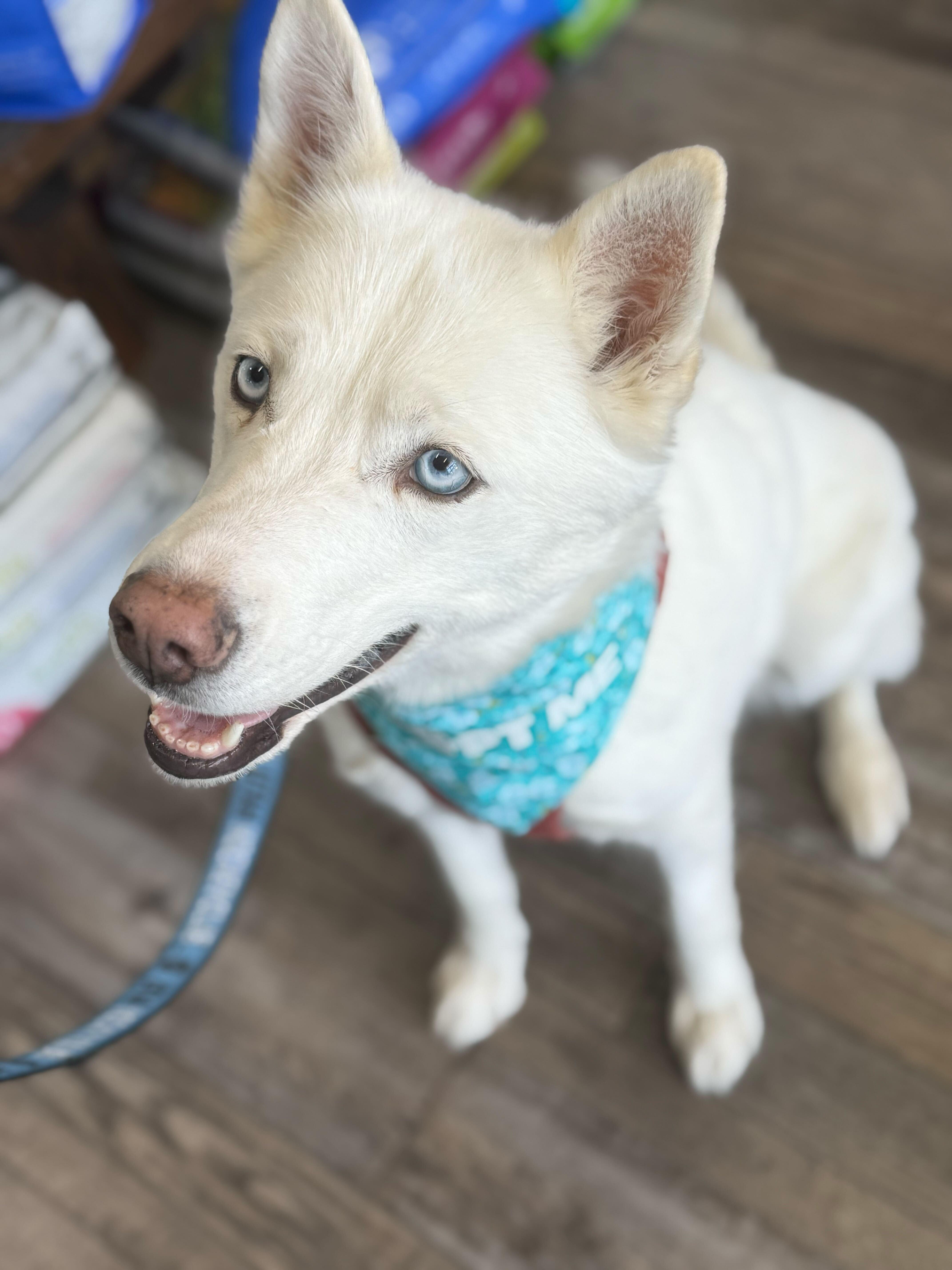 Enlarge Hela, a Adopted Siberian Husky in Cottonwood Heights, UT image 2/6