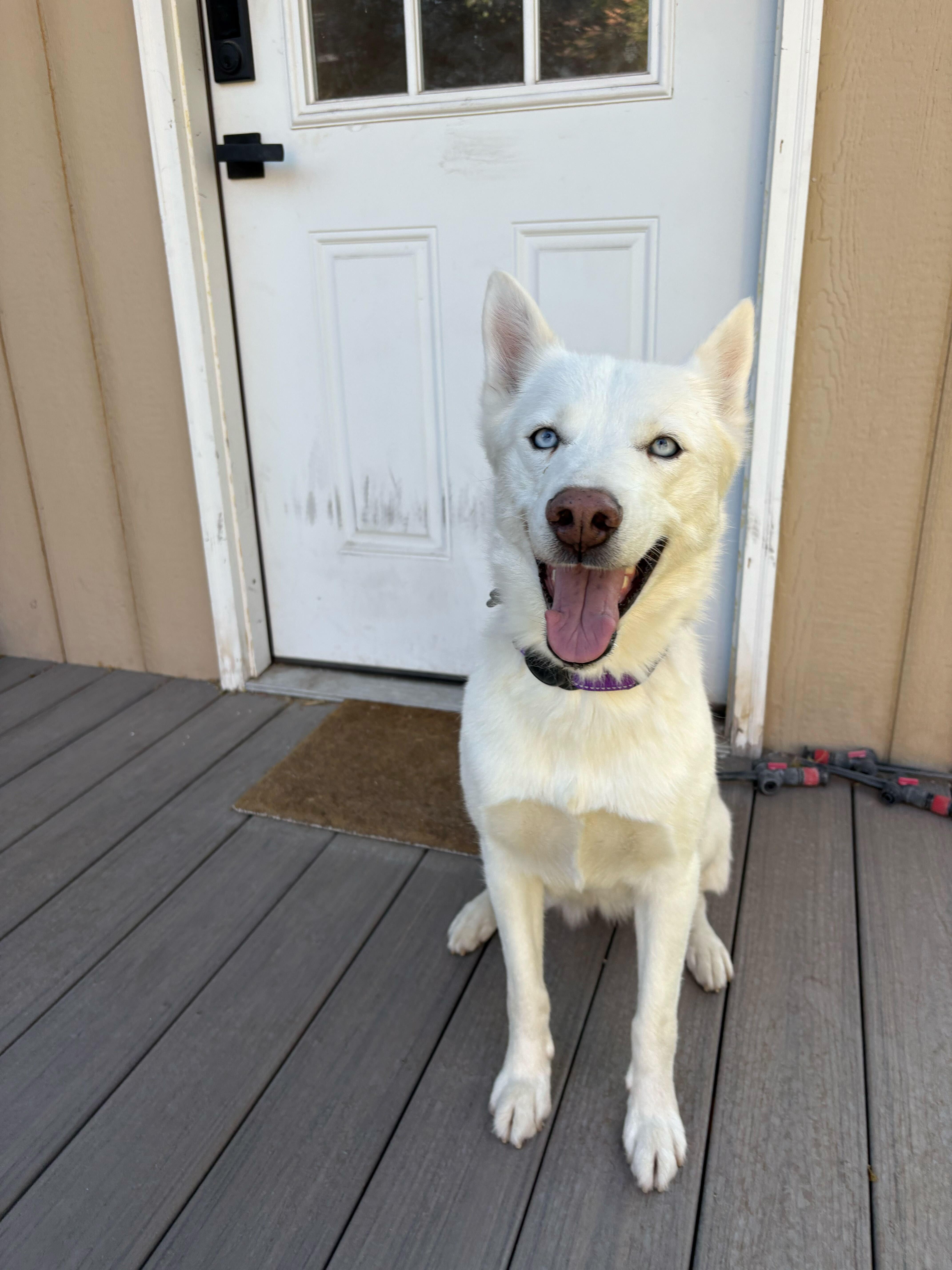 Enlarge Hela, a Adopted Siberian Husky in Cottonwood Heights, UT image 3/6