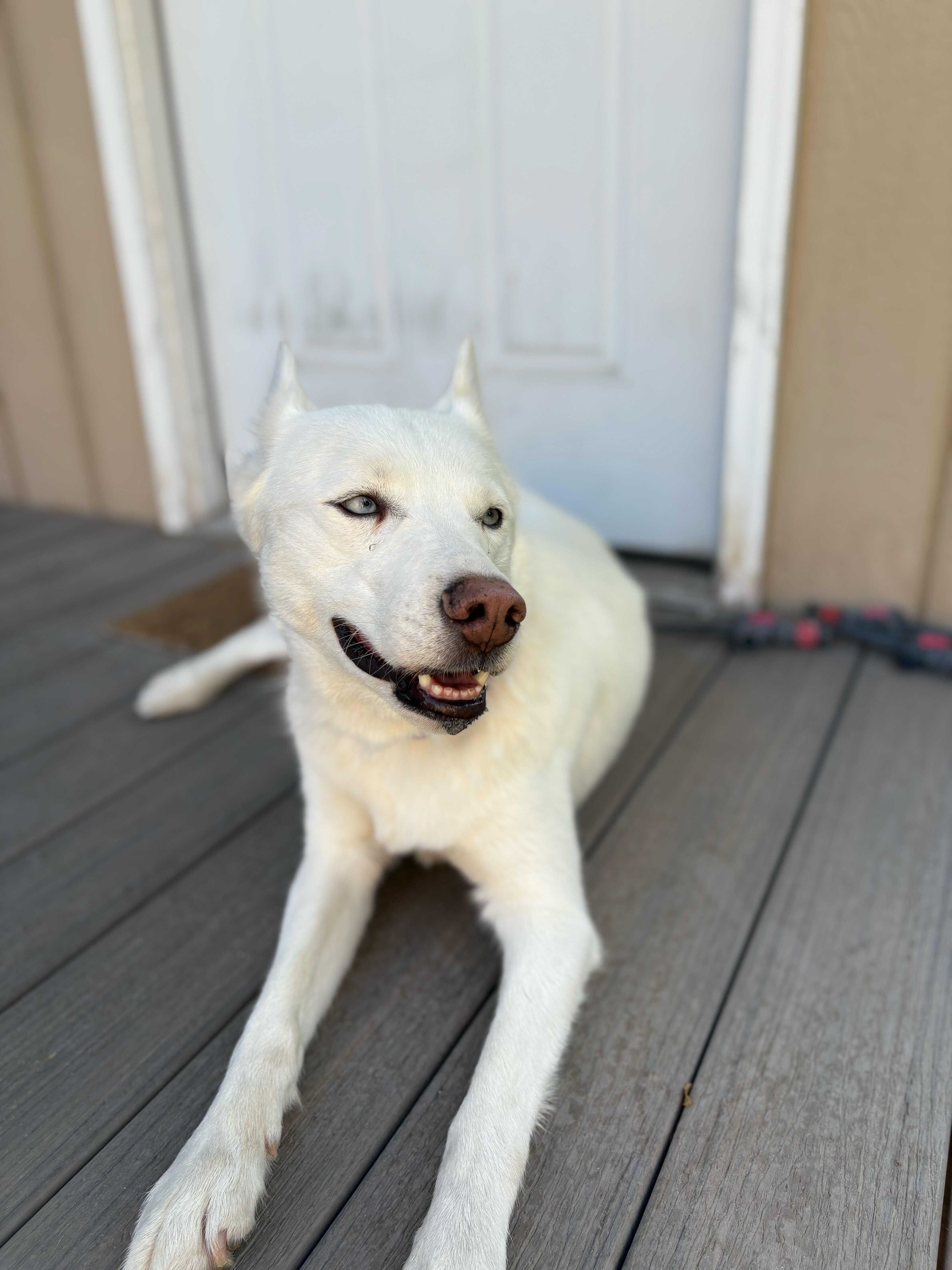 Enlarge Hela, a Adopted Siberian Husky in Cottonwood Heights, UT image 5/6