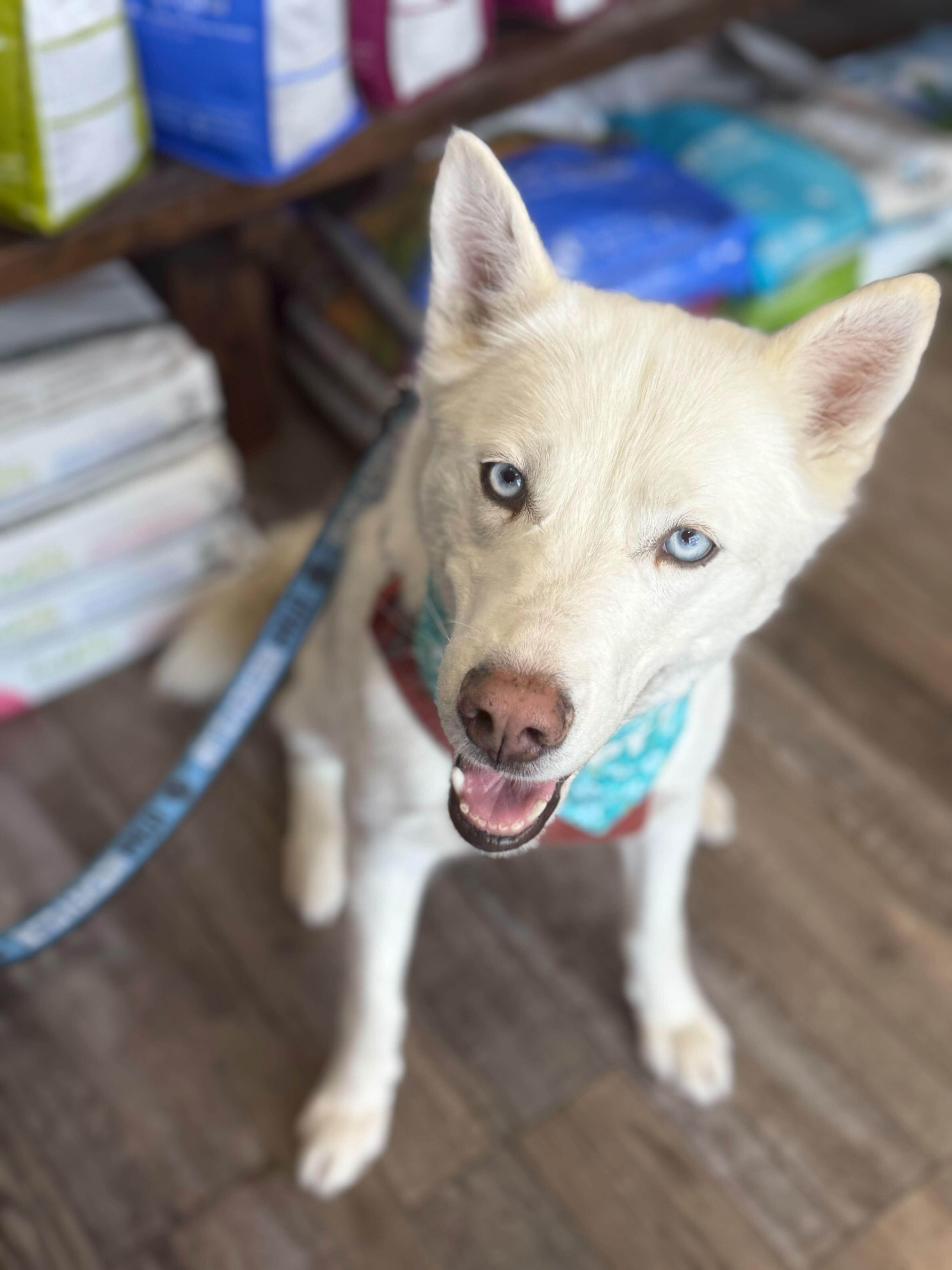 Enlarge Hela, a Adopted Siberian Husky in Cottonwood Heights, UT image 6/6