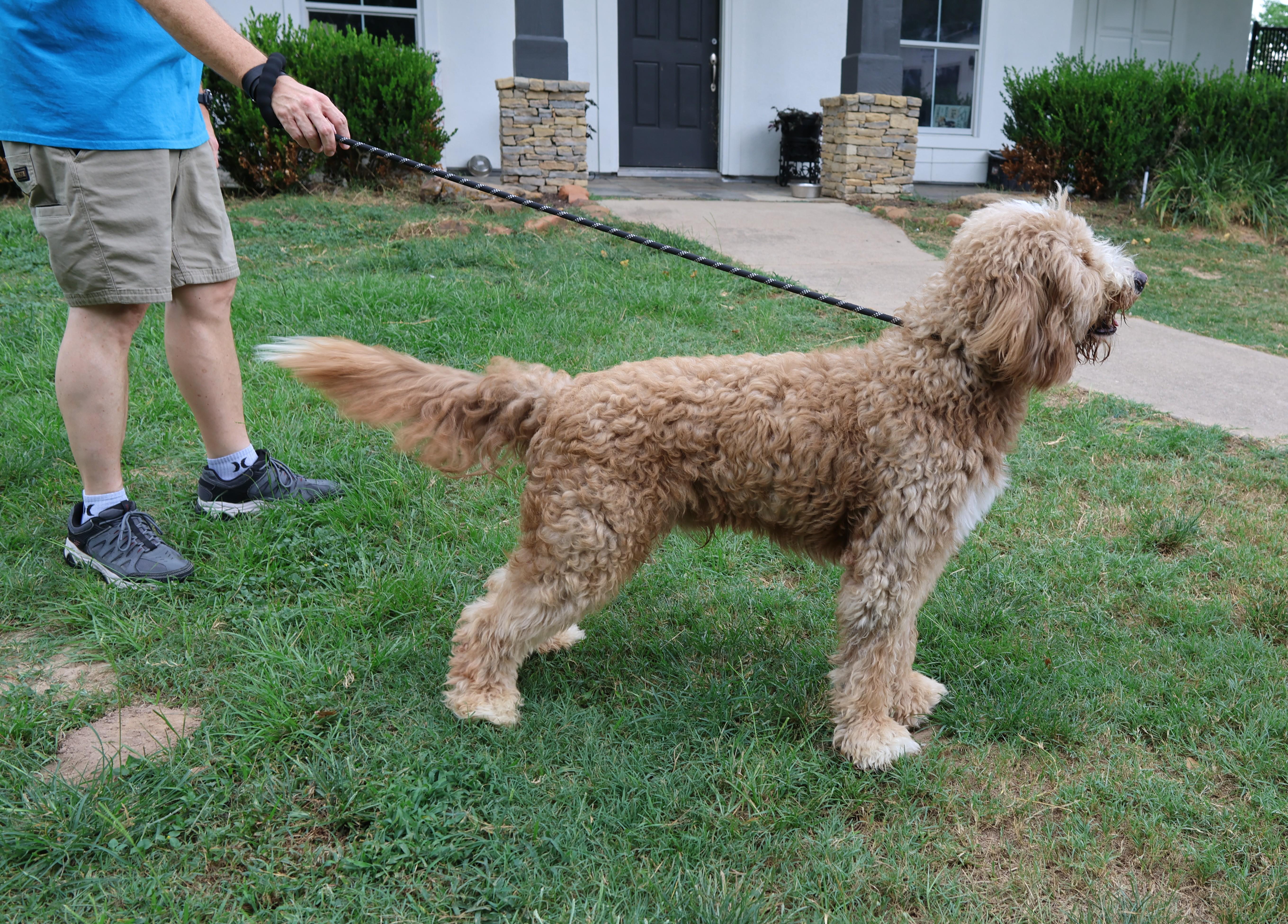 Saint, an adoptable Labradoodle in Richmond, TX, 77406 | Photo Image 4