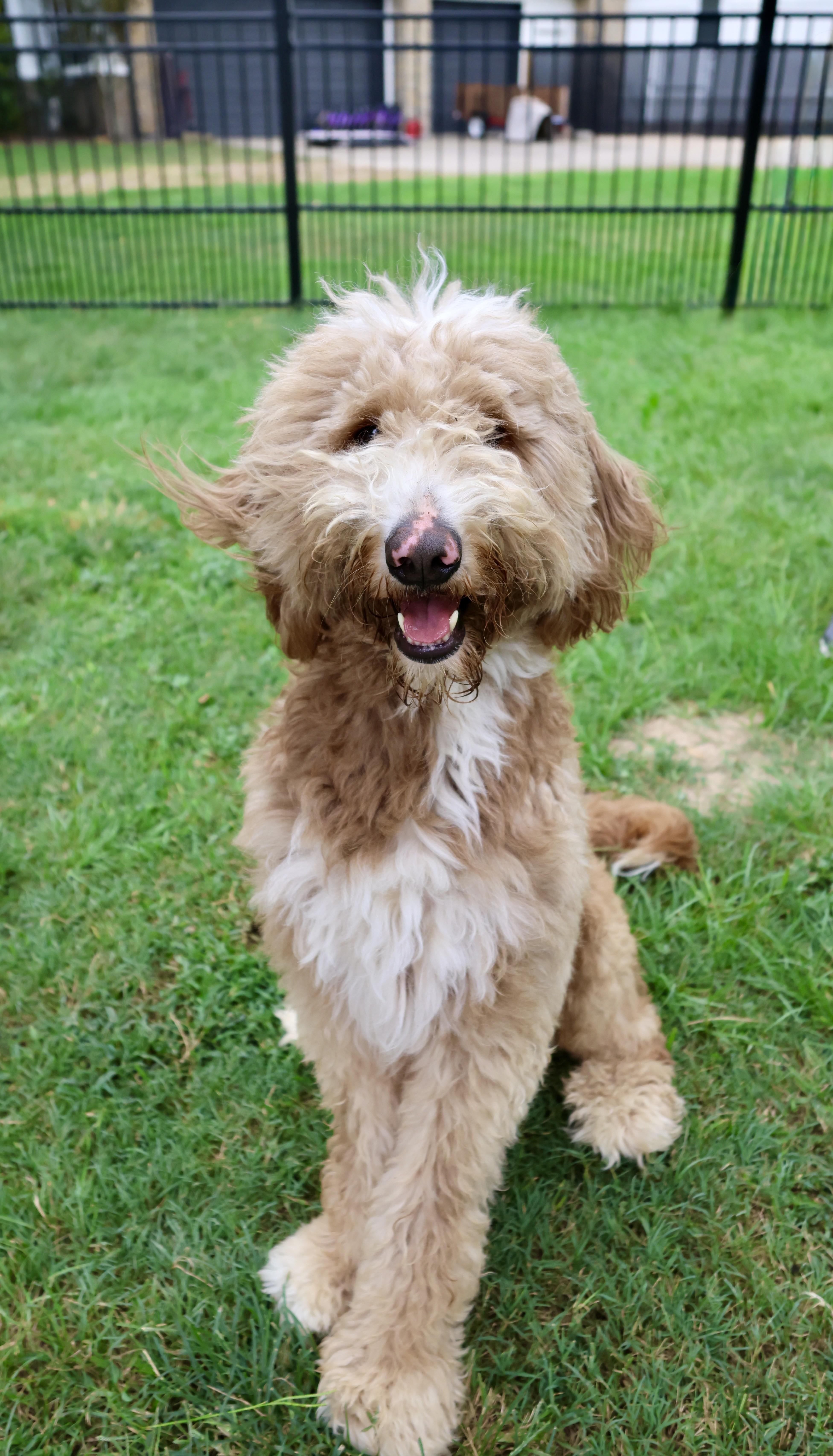 Saint, an adoptable Labradoodle in Richmond, TX, 77406 | Photo Image 1