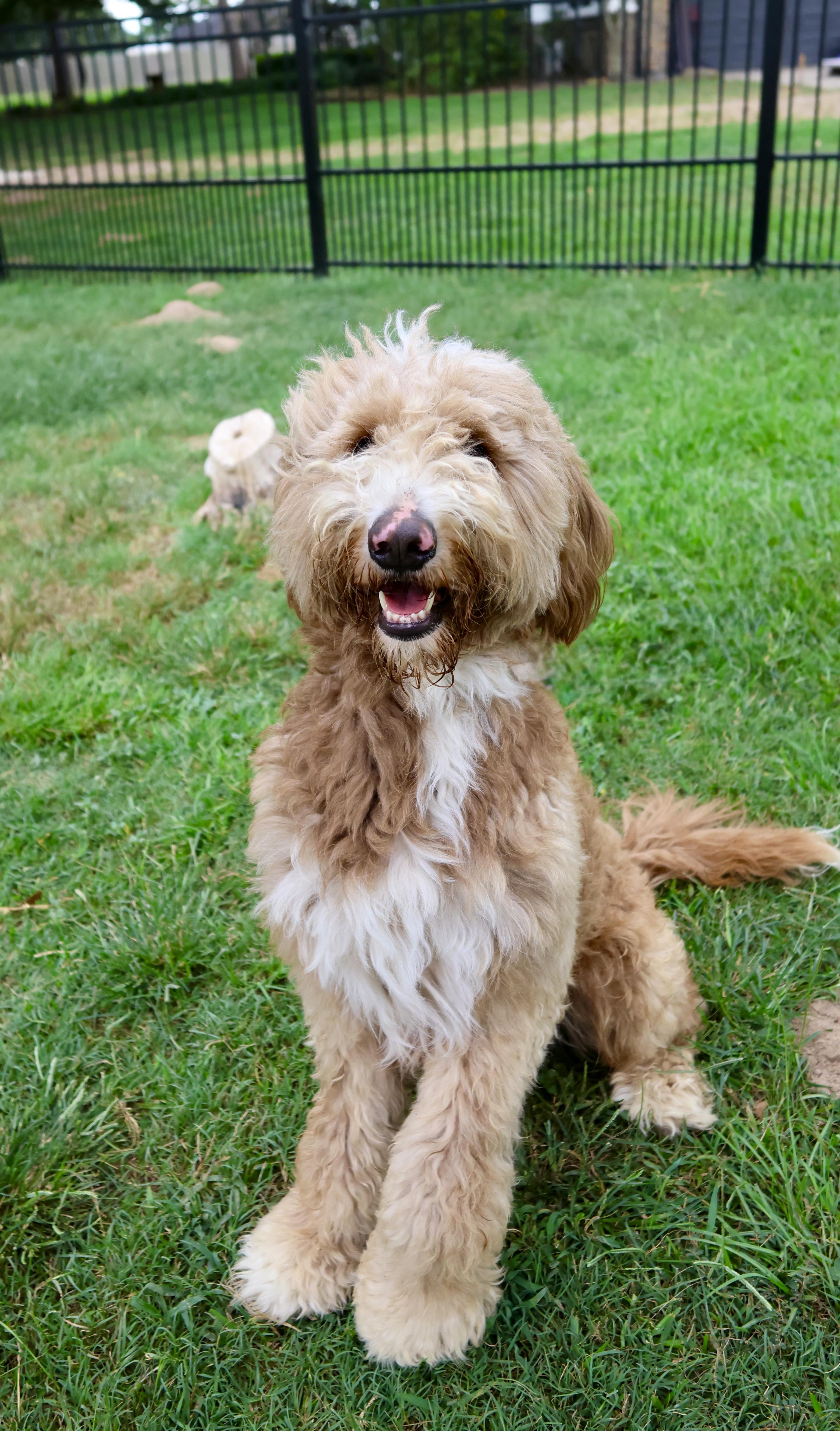 Saint, an adoptable Labradoodle in Richmond, TX, 77406 | Photo Image 3