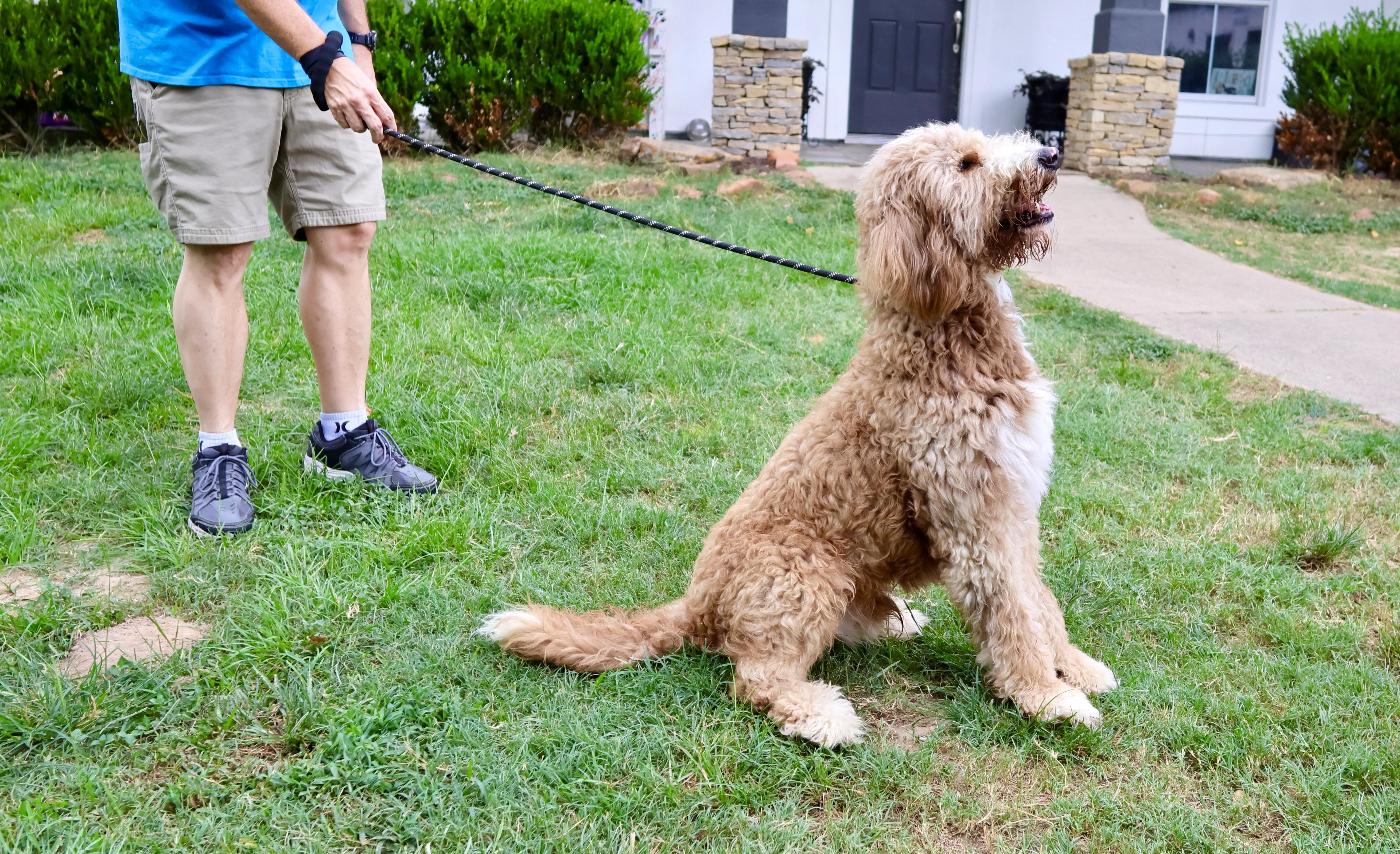 Saint, an adoptable Labradoodle in Richmond, TX, 77406 | Photo Image 2