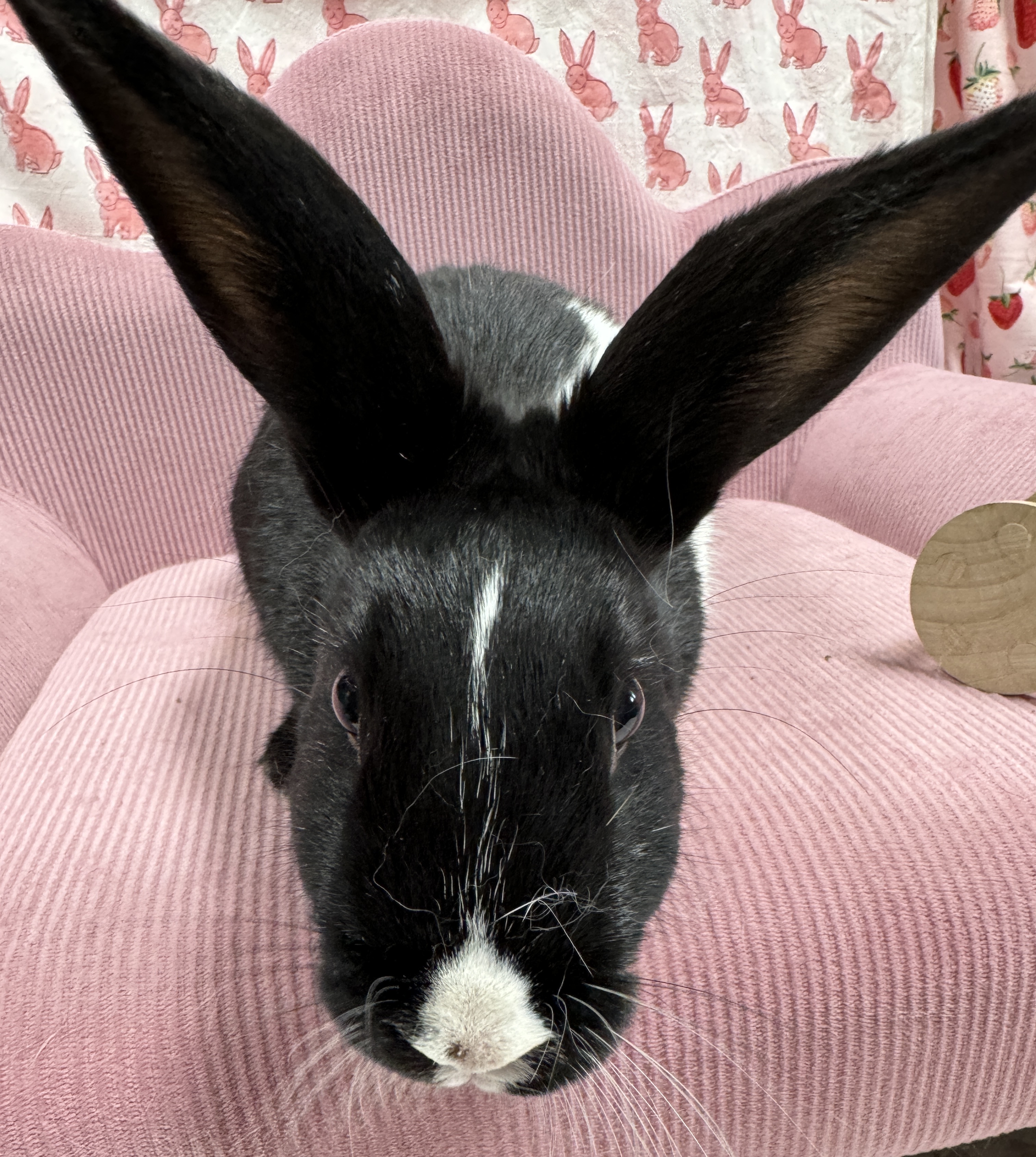 Laverne, a Adoptable Dutch in SAUCIER, MS image 4/4