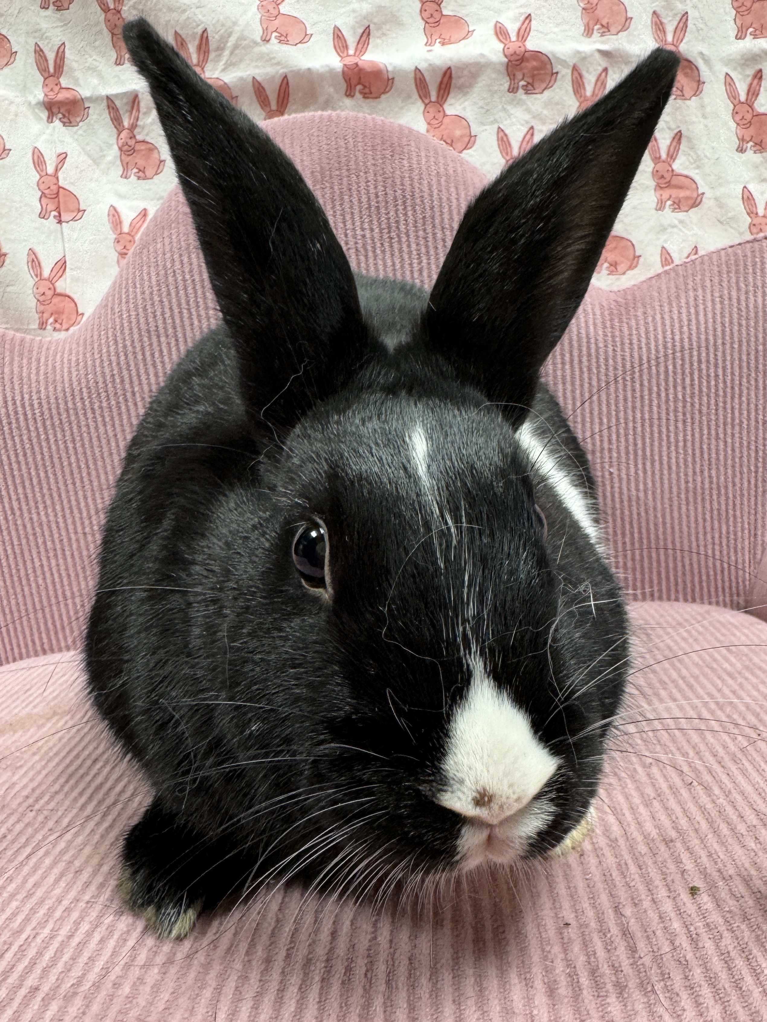 Laverne, Adoptable, Young Female Dutch.