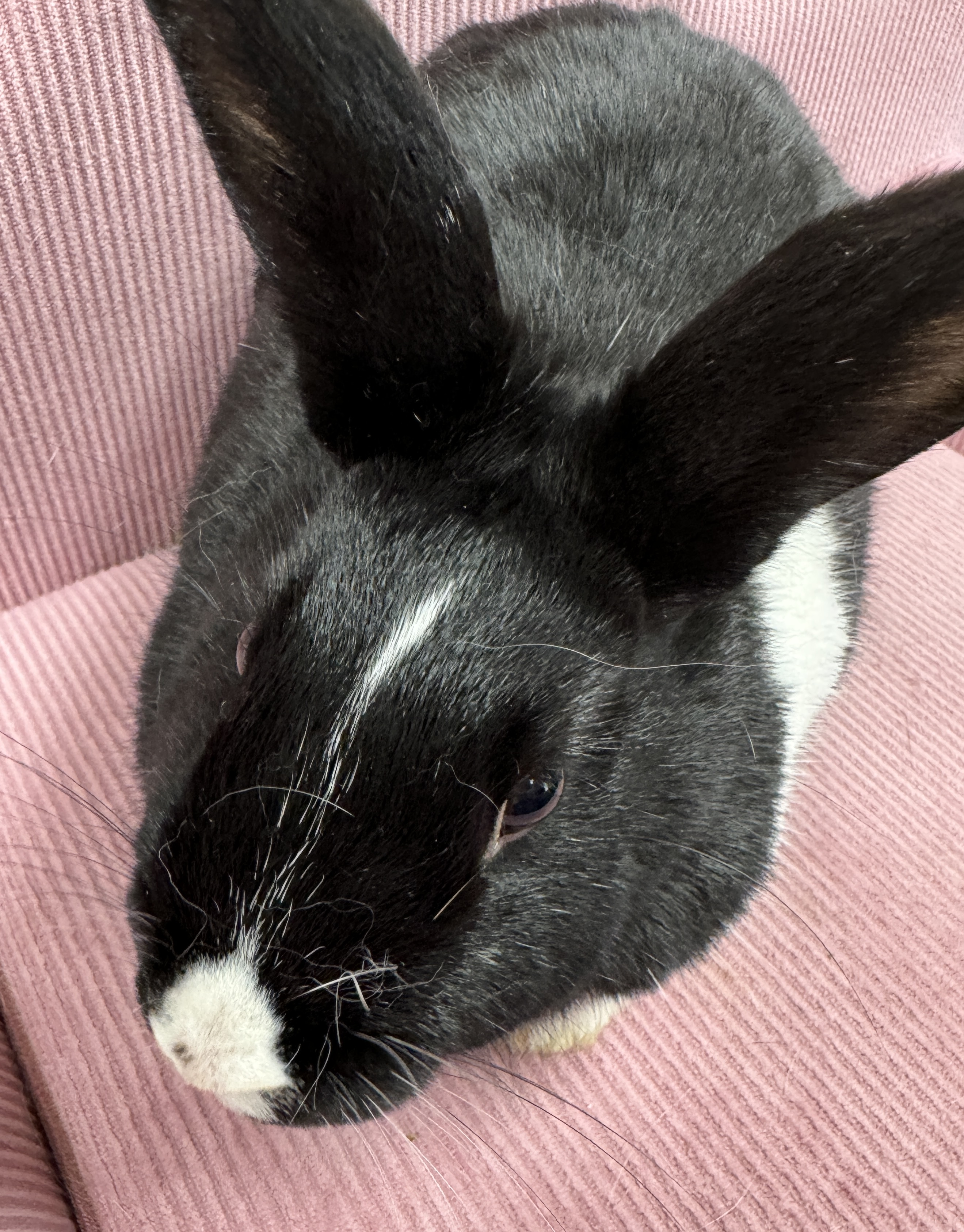 Laverne, a Adoptable Dutch in SAUCIER, MS image 2/4