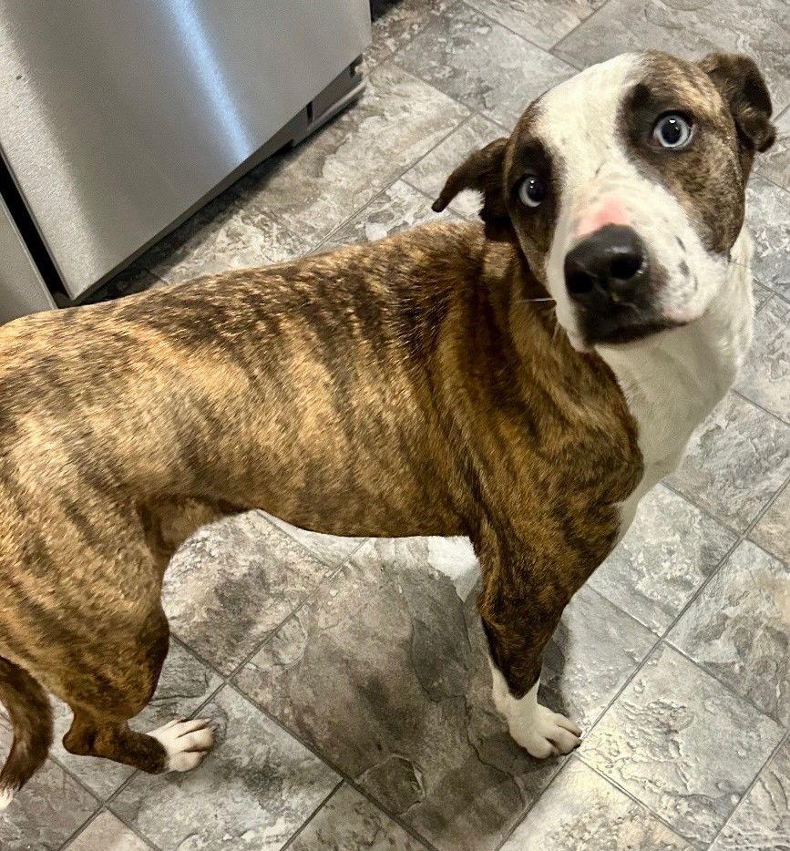 Lily, Adoptable, Young Female Pit Bull Terrier.