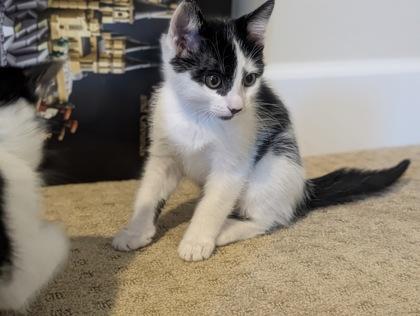 Darla, Adoptable, Kitten Female Domestic Short Hair & Domestic Short Hair.