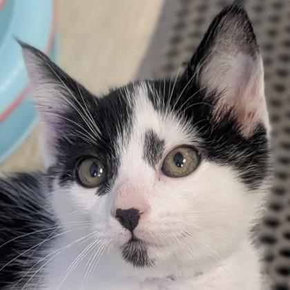 Darla, a Adoptable mixed breed in Pleasanton, CA image 2/3