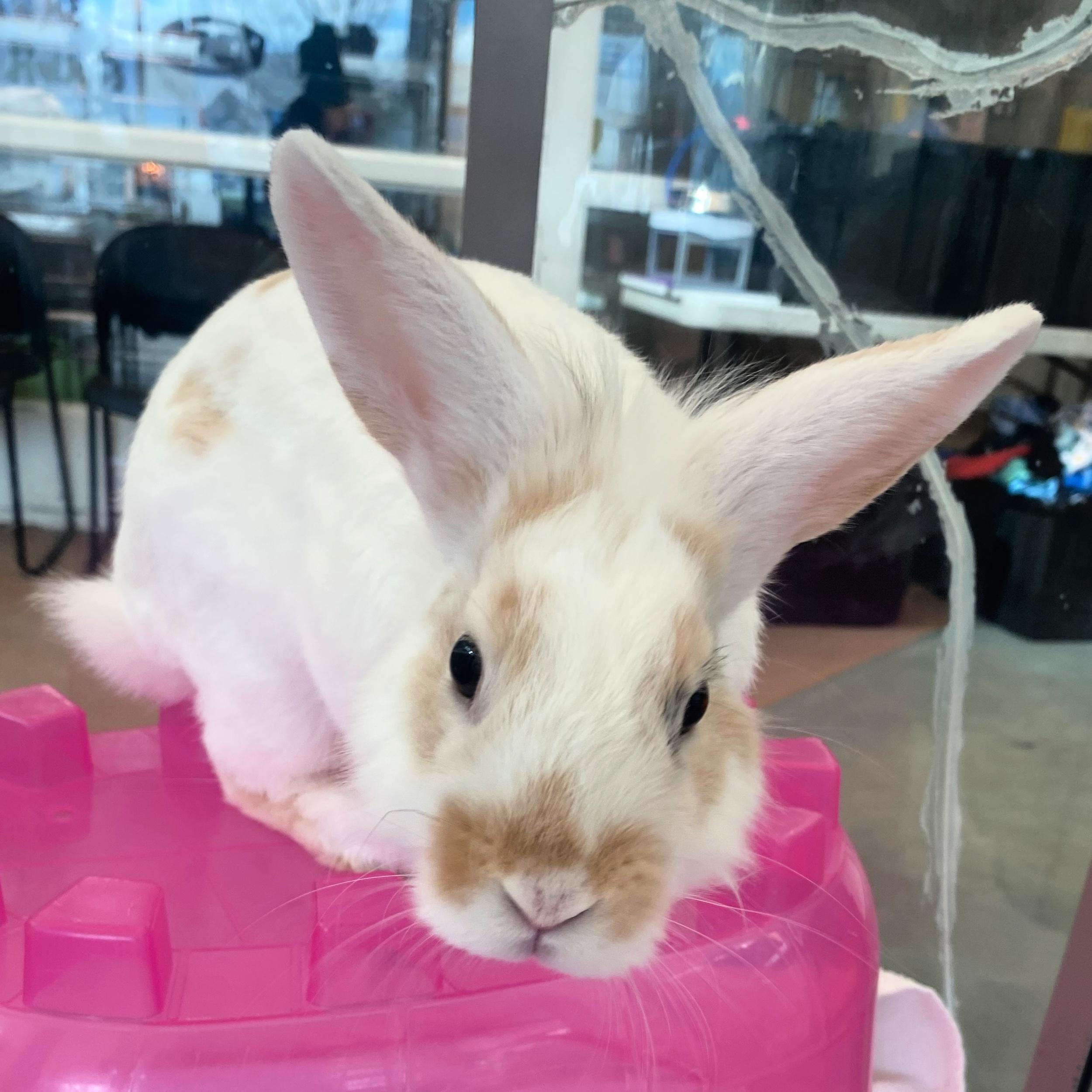 Peter, Adoptable, Adult Male New Zealand.