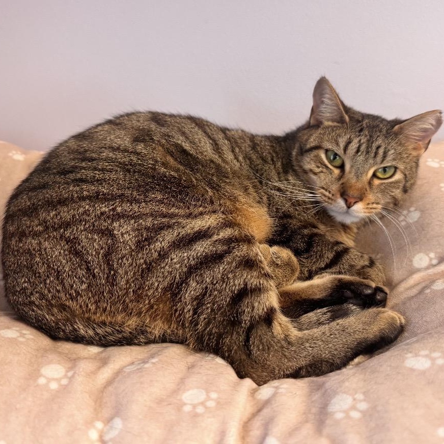 Kitty, adoptable, Adult Female Tabby.