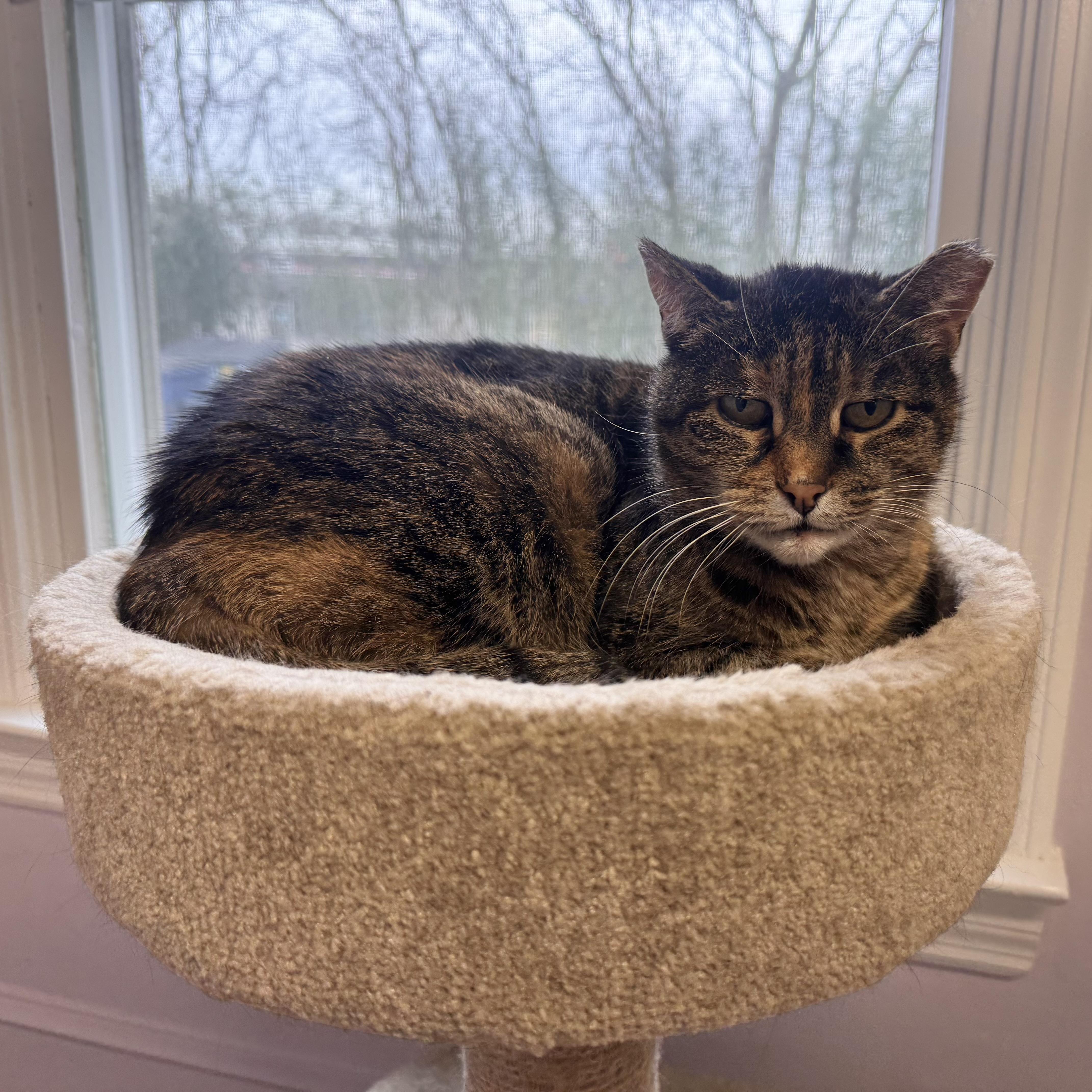 Enlarge Kitty, an adopted Tabby in East Northport, NY image 2/3