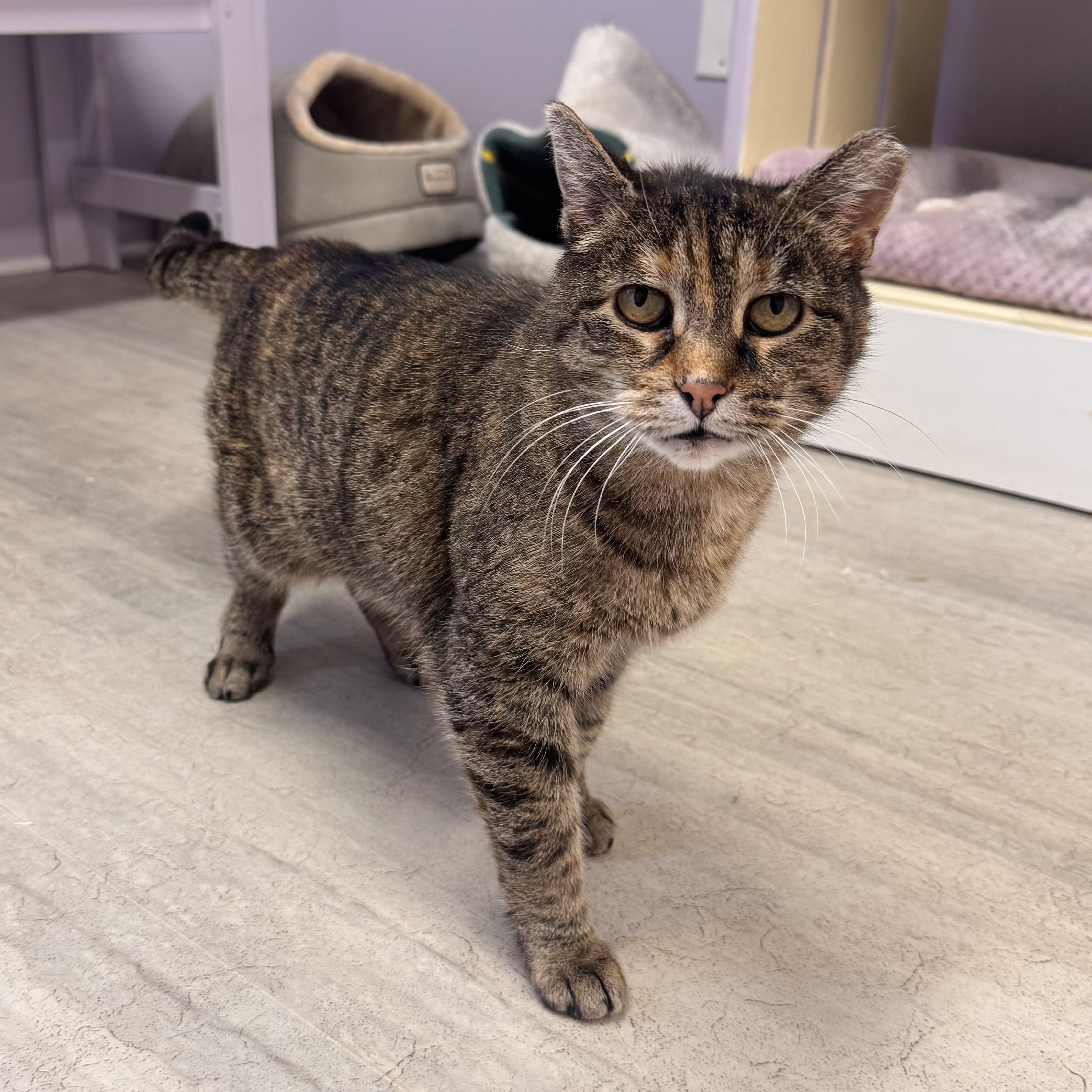 Enlarge Kitty, an adopted Tabby in East Northport, NY image 1/3