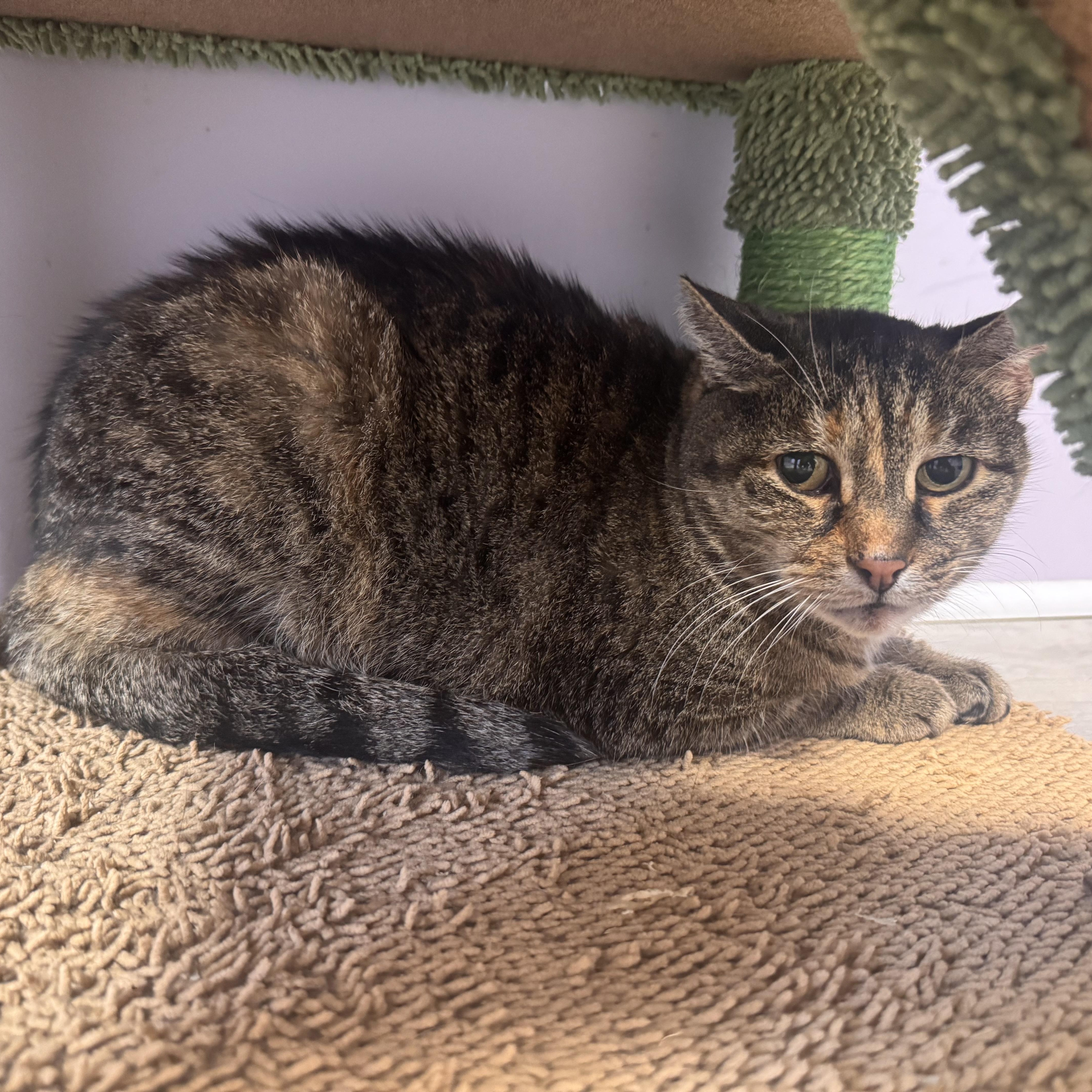 Enlarge Kitty, an adoptable Tabby in East Northport, NY image 2/2