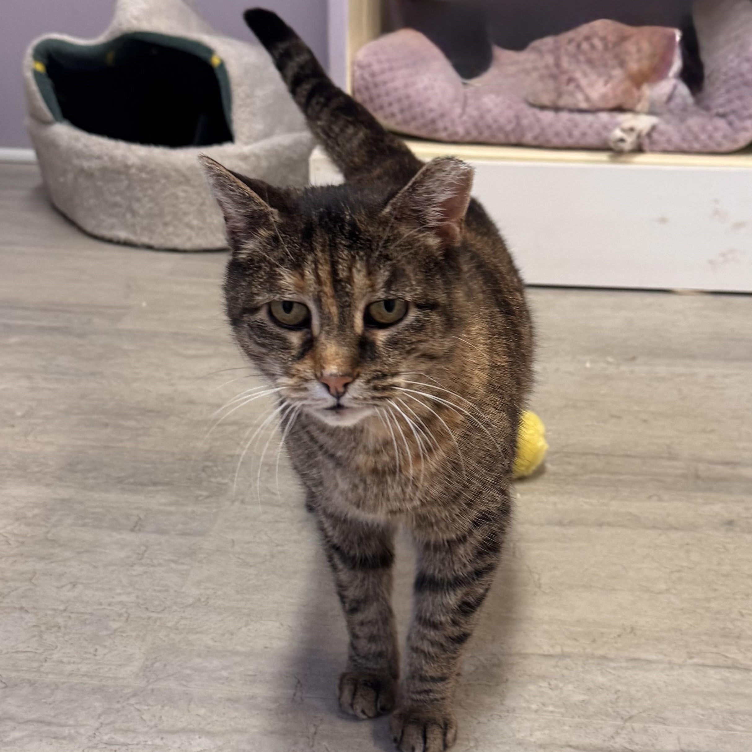 Enlarge Kitty, an adopted Tabby in East Northport, NY image 3/3