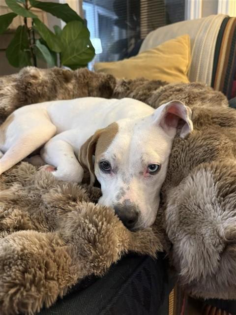 FEATHER, Adoptable, Young Female Pit Bull Terrier & Labrador Retriever.