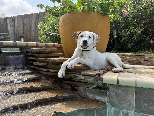 FEATHER, Adoptable, Young Female Pit Bull Terrier & Labrador Retriever.