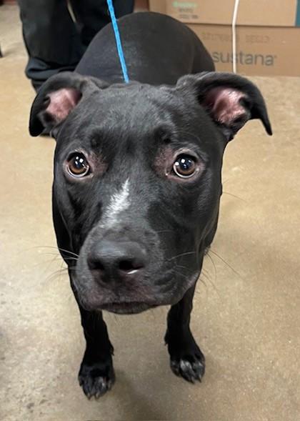 Enlarge Kyro, a Adoptable mixed breed in Irving, TX image 1/2