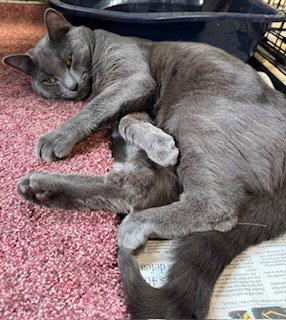 *Simon Jr, Adopted, Adult Male Domestic Short Hair & Russian Blue.