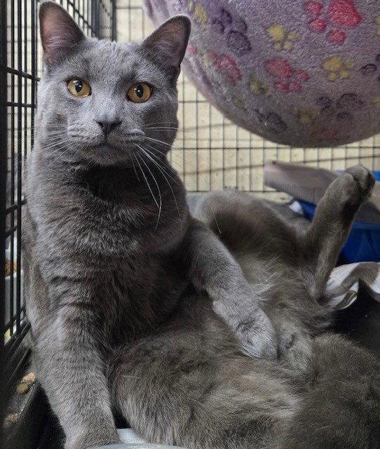 Enlarge *Simon Jr, a Adopted mixed breed in Apollo, PA image 3/3