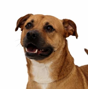 Tank (Valentino), Adoptable, Adult Male Black Mouth Cur & Mixed Breed.