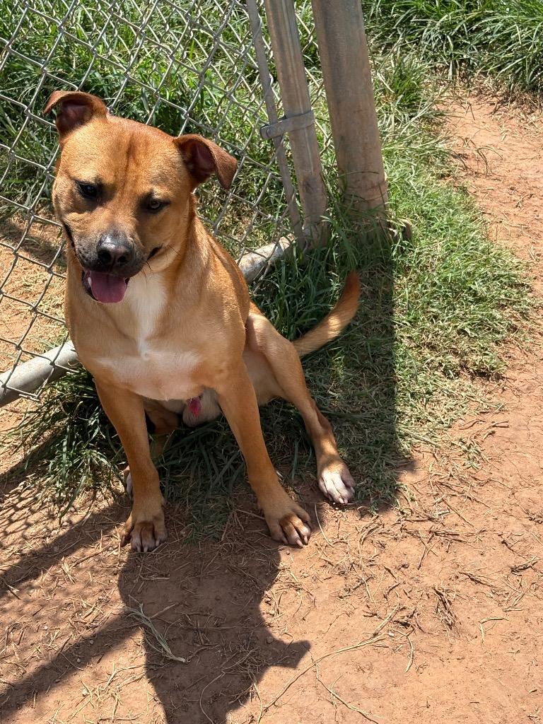 Enlarge Tank (Valentino), a Adoptable mixed breed in Bossier City, LA image 2/4