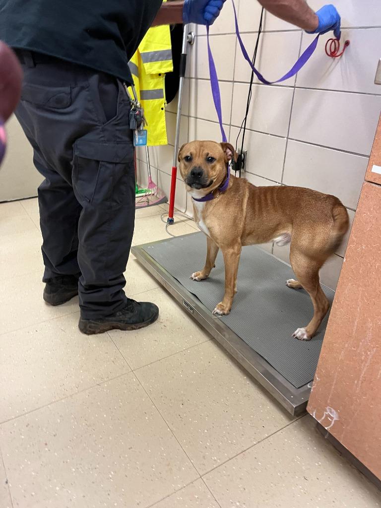 Tank (Valentino), Adoptable, Adult Male Black Mouth Cur & Mixed Breed.