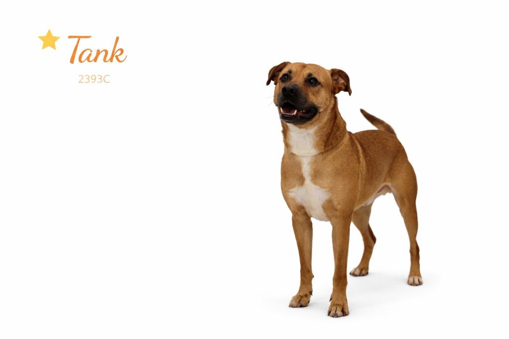 Enlarge Tank (Valentino), a Adoptable mixed breed in Bossier City, LA image 3/4