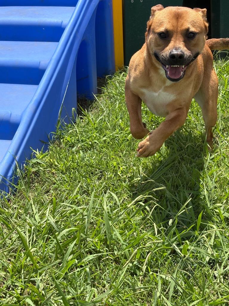 Enlarge Tank (Valentino), a Adoptable mixed breed in Bossier City, LA image 1/6