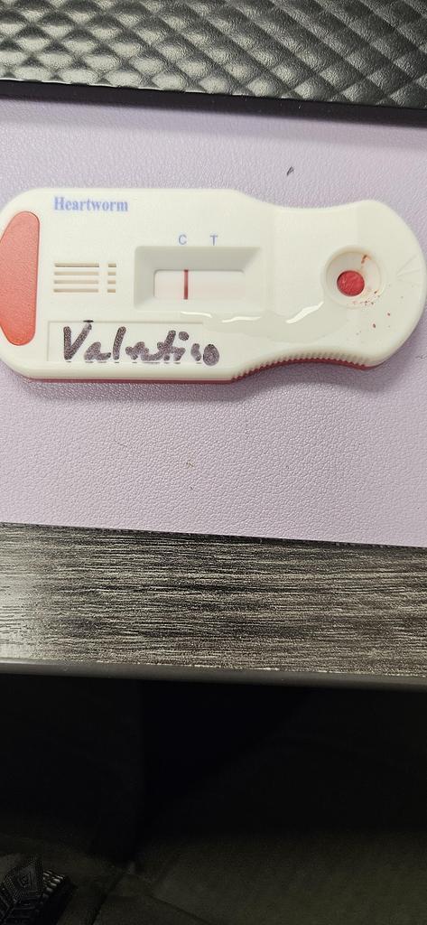 Enlarge Tank (Valentino), a Adoptable mixed breed in Bossier City, LA image 2/6