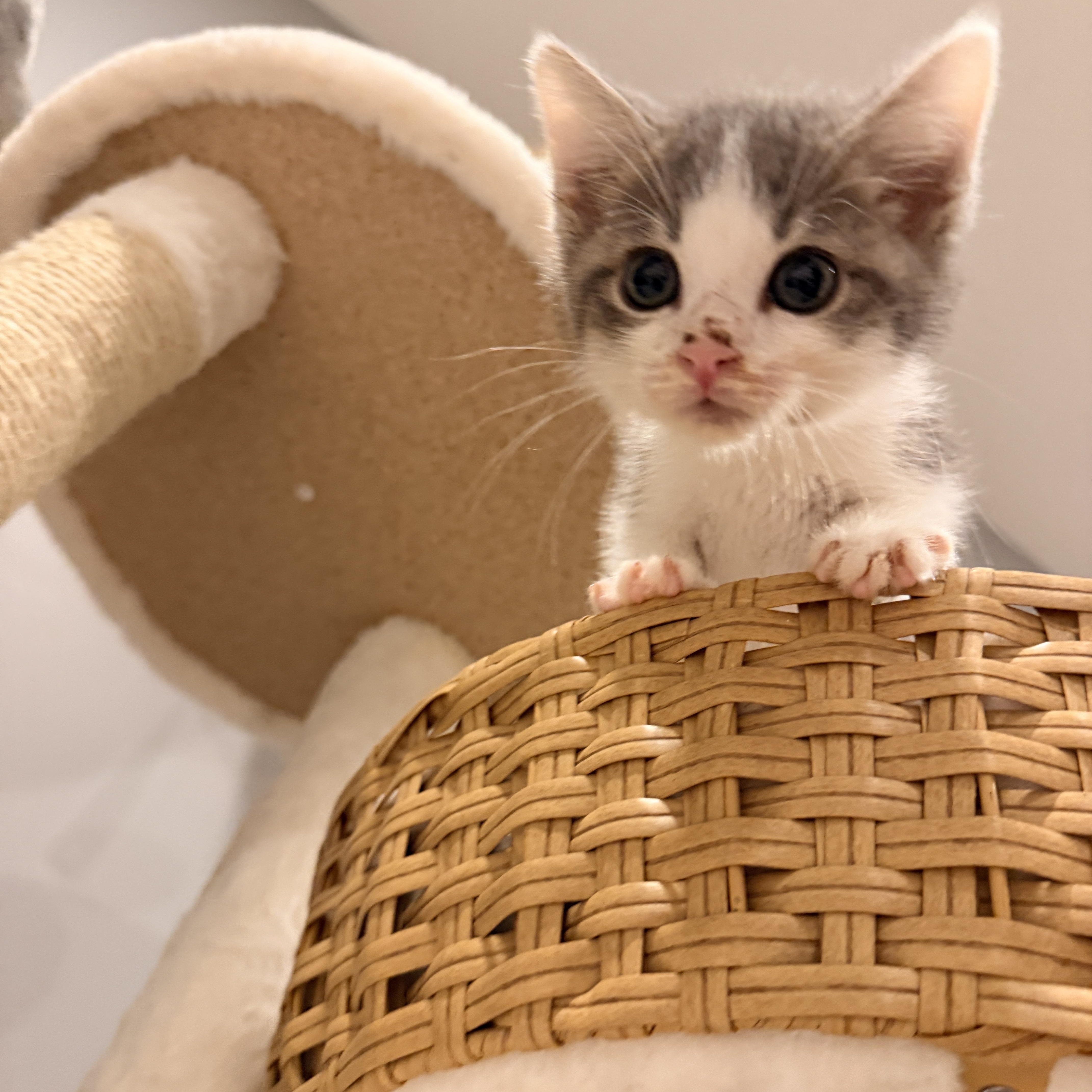 Finn, a ADOPTABLE Domestic Short Hair in Thornwood, NY image 4/4