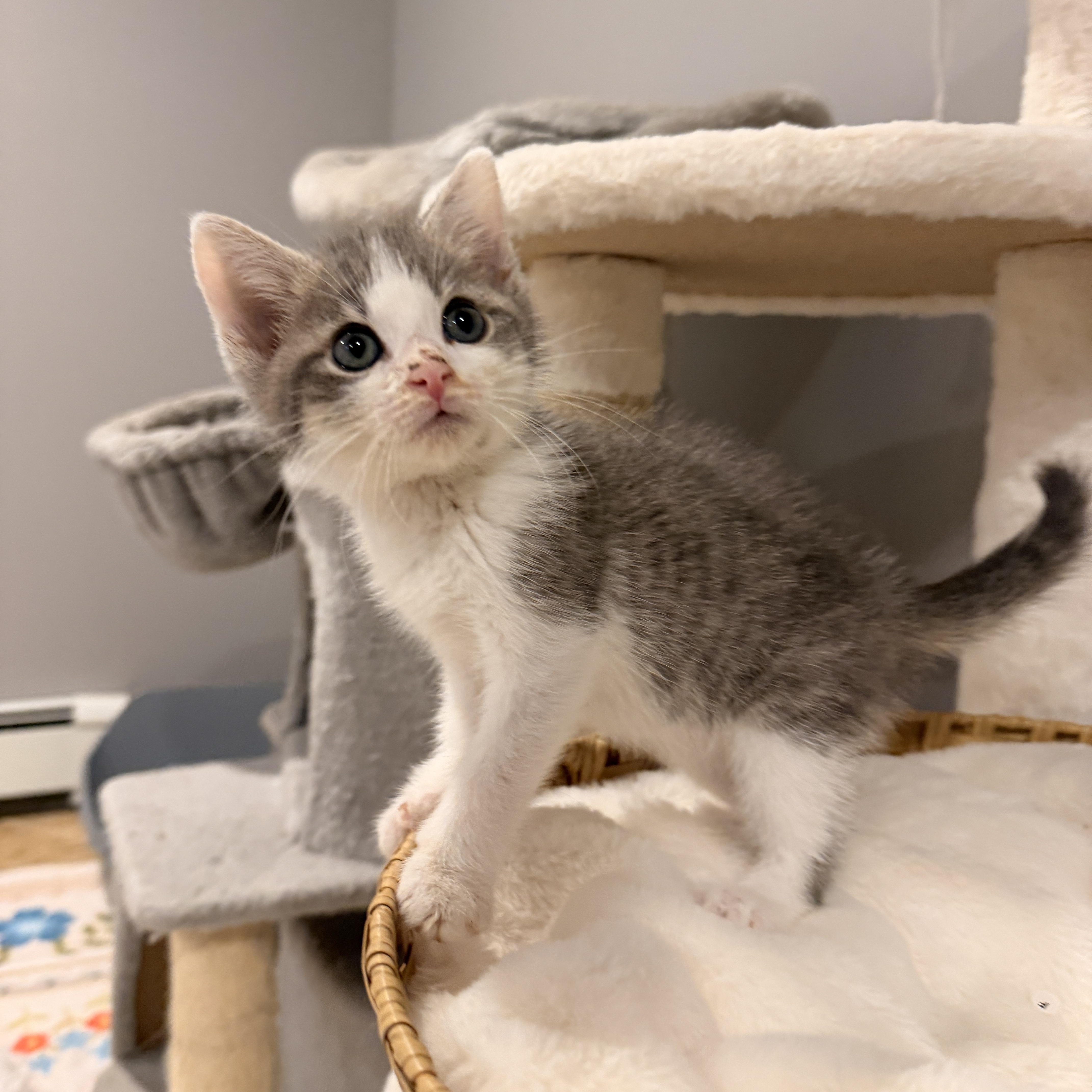 Finn, ADOPTABLE, Kitten Male Domestic Short Hair.