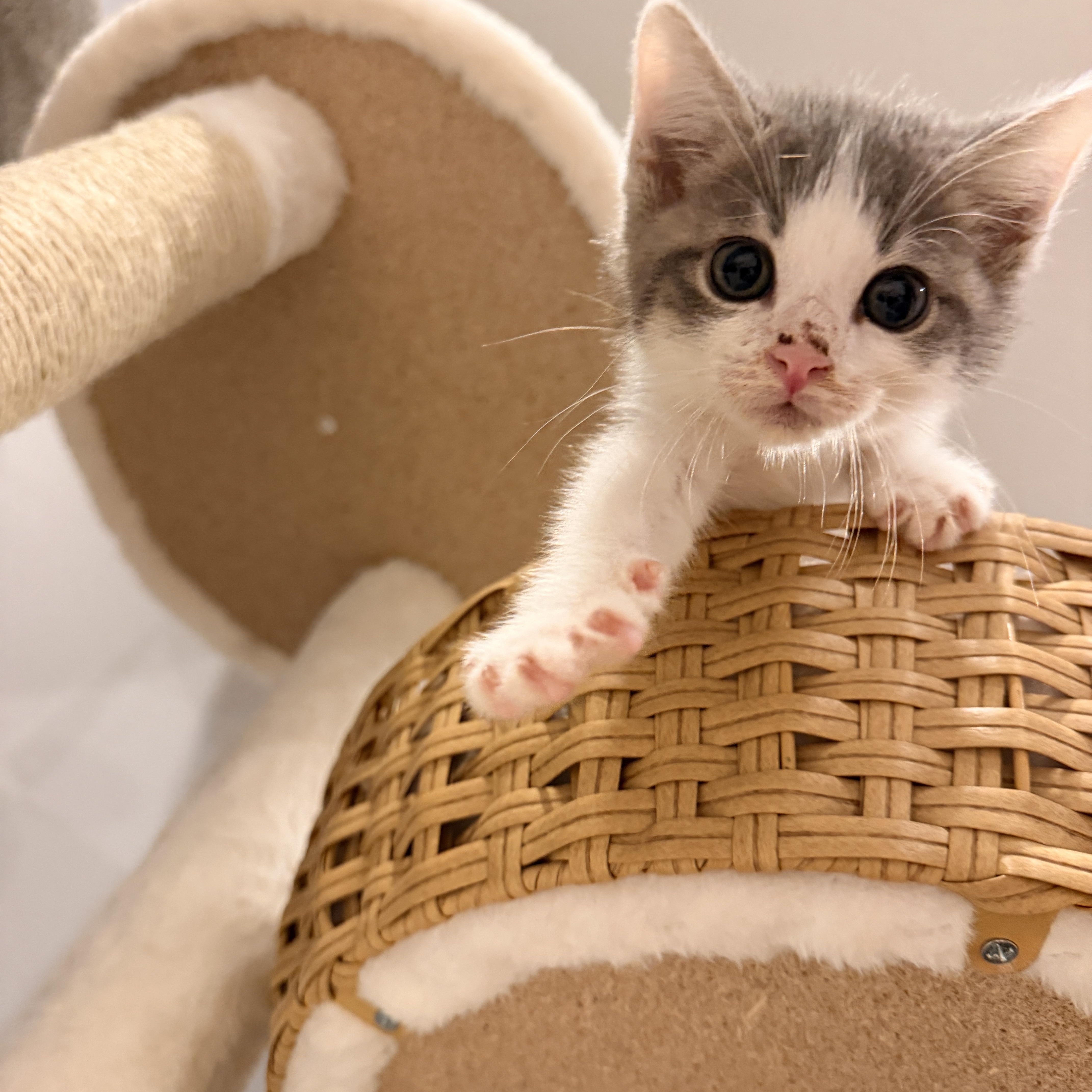 Finn, a ADOPTABLE Domestic Short Hair in Thornwood, NY image 2/4