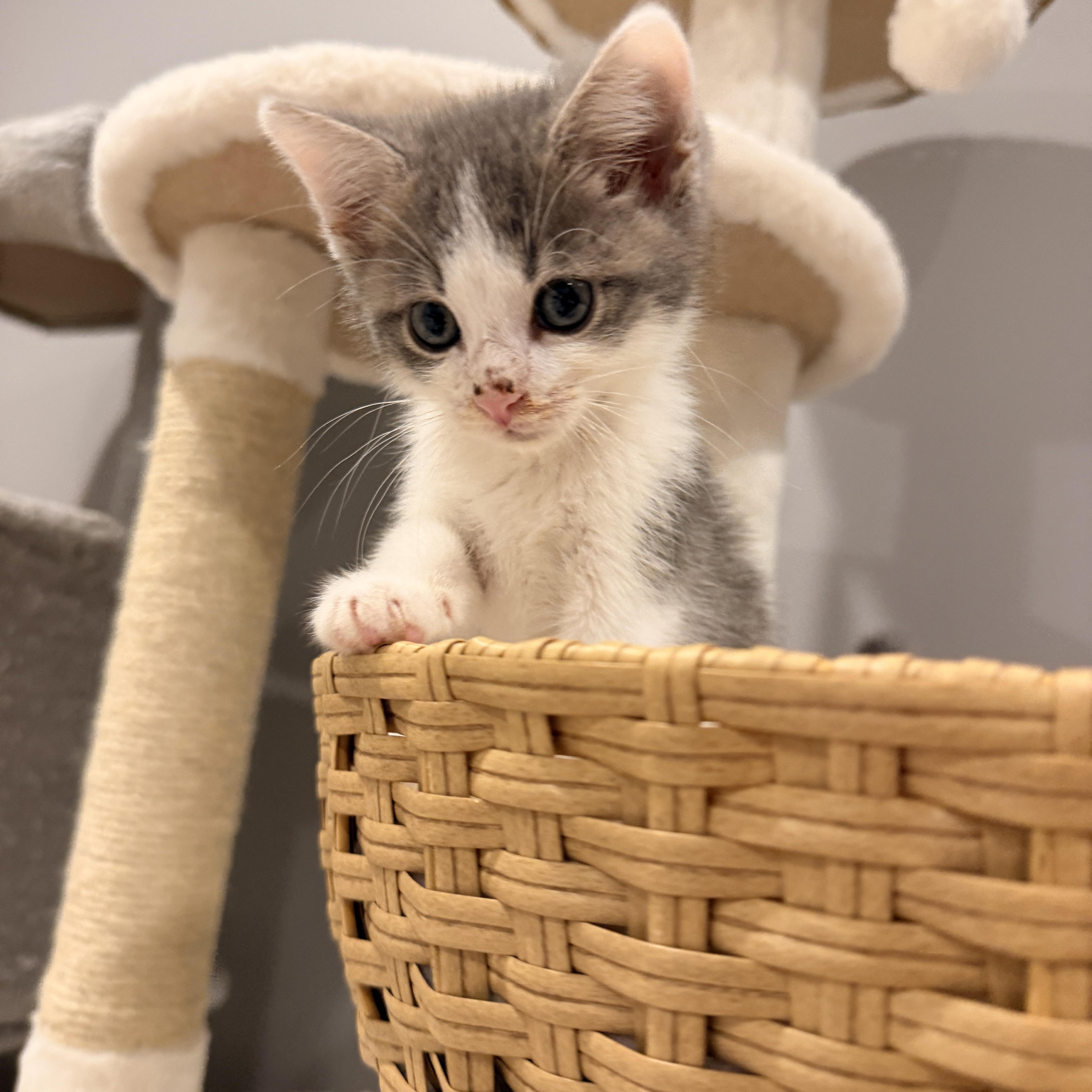 Finn, a ADOPTABLE Domestic Short Hair in Thornwood, NY image 3/4
