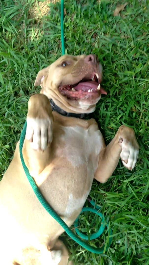 Pele, Adoptable, Senior Male Pit Bull Terrier.