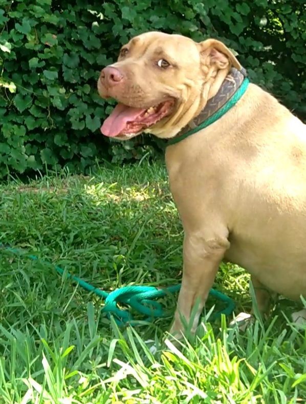 Enlarge Pele, a Adoptable mixed breed in Westminster, SC image 3/5