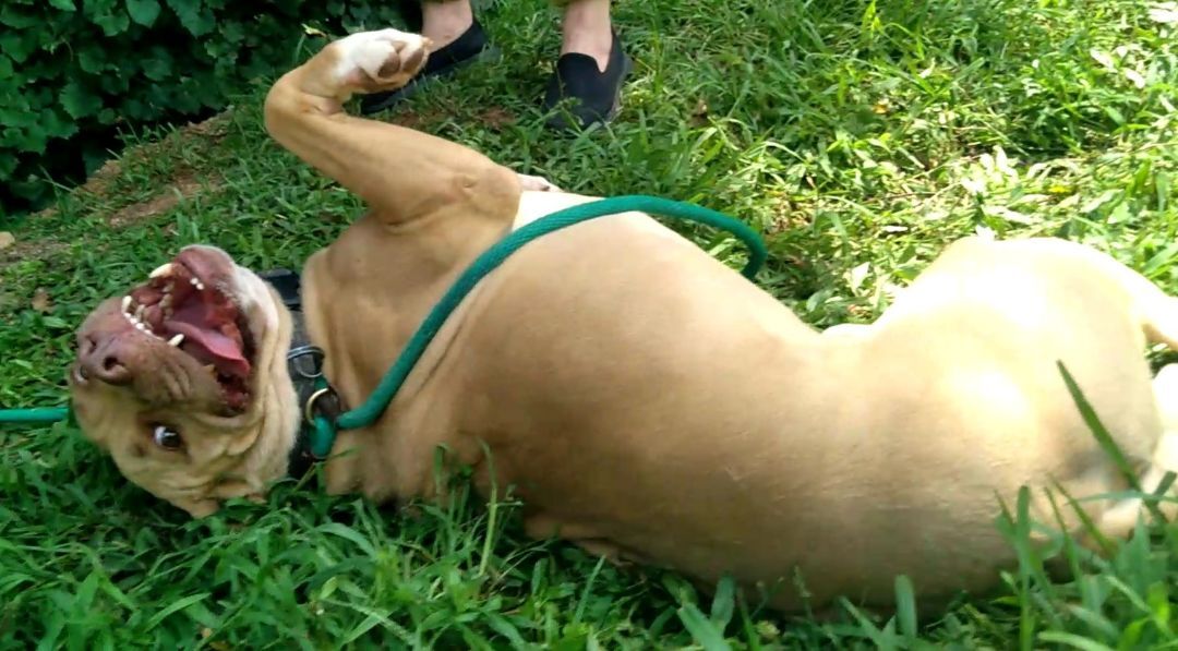 Enlarge Pele, a Adoptable mixed breed in Westminster, SC image 4/5