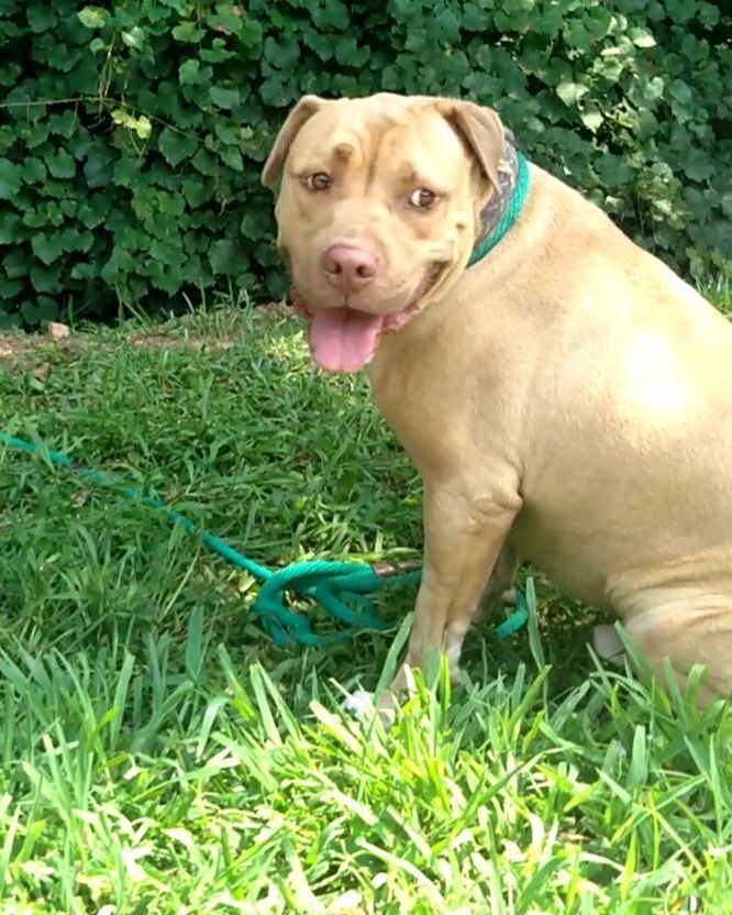 Enlarge Pele, a Adoptable mixed breed in Westminster, SC image 5/5