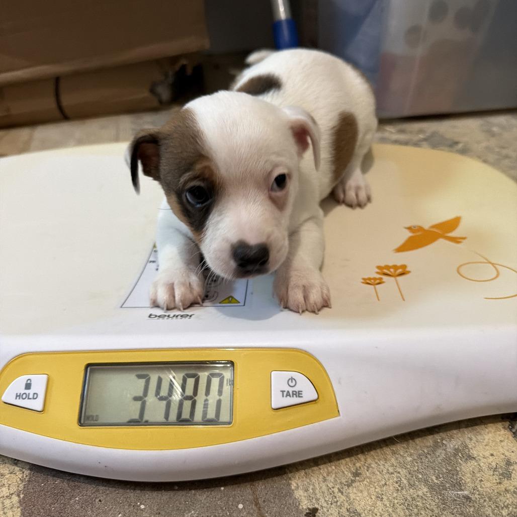 Enlarge Jake, a Adoptable mixed breed in Montgomery, TX image 1/1