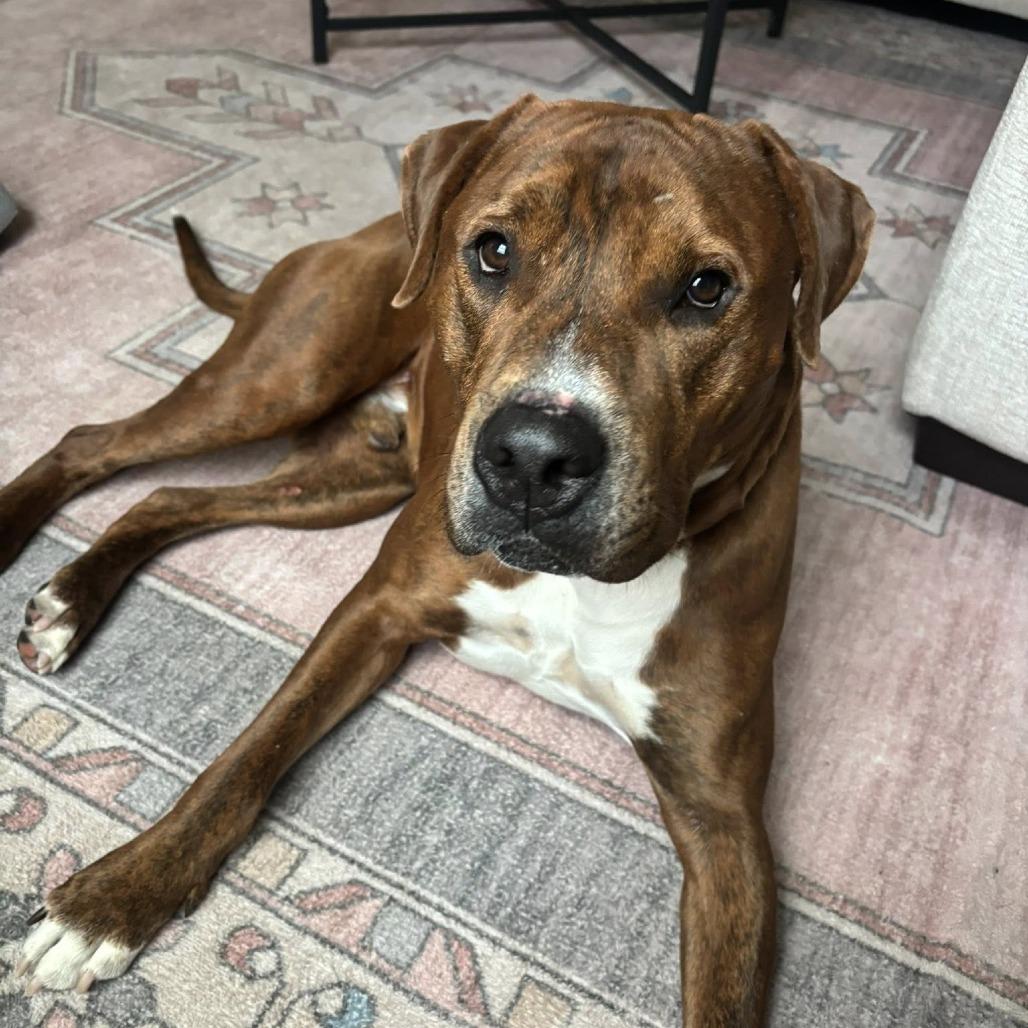 Enlarge Norse, a Adoptable Mixed Breed in Savannah, GA image 1/6